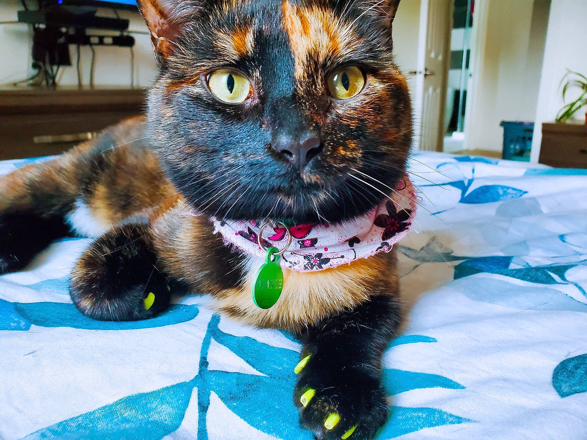 Makie participe au concours pour gagner de l'argent avec cette photo : black_cat, carnivore, cat, chair, claw, collar, domestic_short_haired_cat, fawn, felidae, flowerpot, foot, fur, houseplant, paw, plant, small_to_medium_sized_cats, snout, tail, whiskers, window