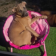 Bis participe au concours pour gagner de l'argent avec cette photo : dog, chair, pink, outdoor, grass, pet, animal, relaxing, sunlight, curious, small_chair, canine, brown_dog, summer, daylight, back_view, seat, nature, cute, resting