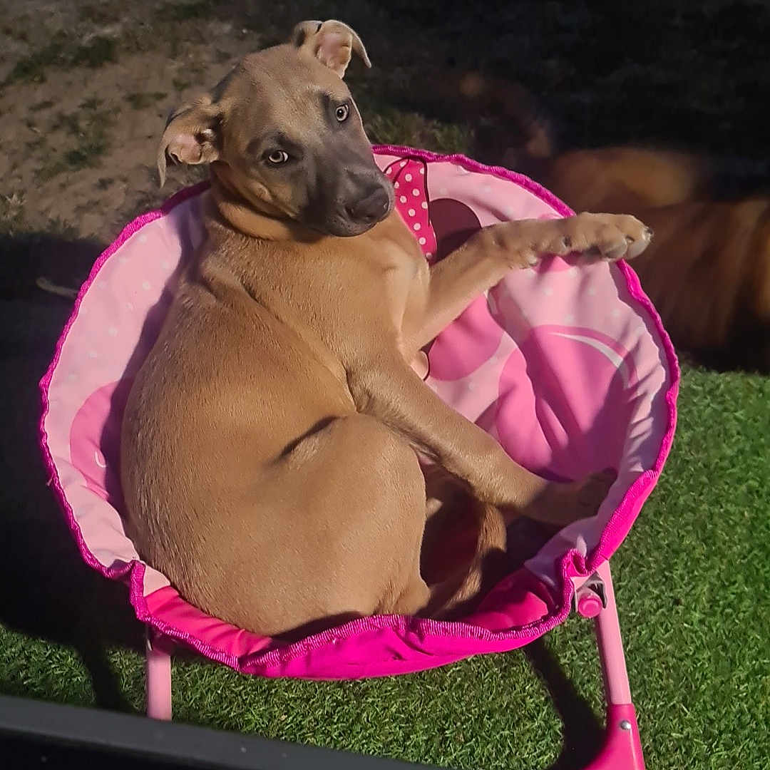 Bis participe au concours pour gagner de l'argent avec cette photo : dog, chair, pink, outdoor, grass, pet, animal, relaxing, sunlight, curious, small_chair, canine, brown_dog, summer, daylight, back_view, seat, nature, cute, resting