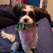 Jax joined the competition — help win amazing prizes! dog, puppy, bandana, bedroom, bed, clothing, door, furniture, pet, cute, sitting, fur, indoor, looking, animal, companion, jeans, person, cozy, casual