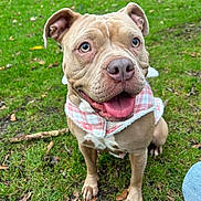 Percilla joined the competition — help win amazing prizes! animal, canine, cute, dog, ears, eyes, friendly, grass, happy, jacket, muzzle, nature, outdoor, paws, pet, pink, playful, smiling, tongue, white