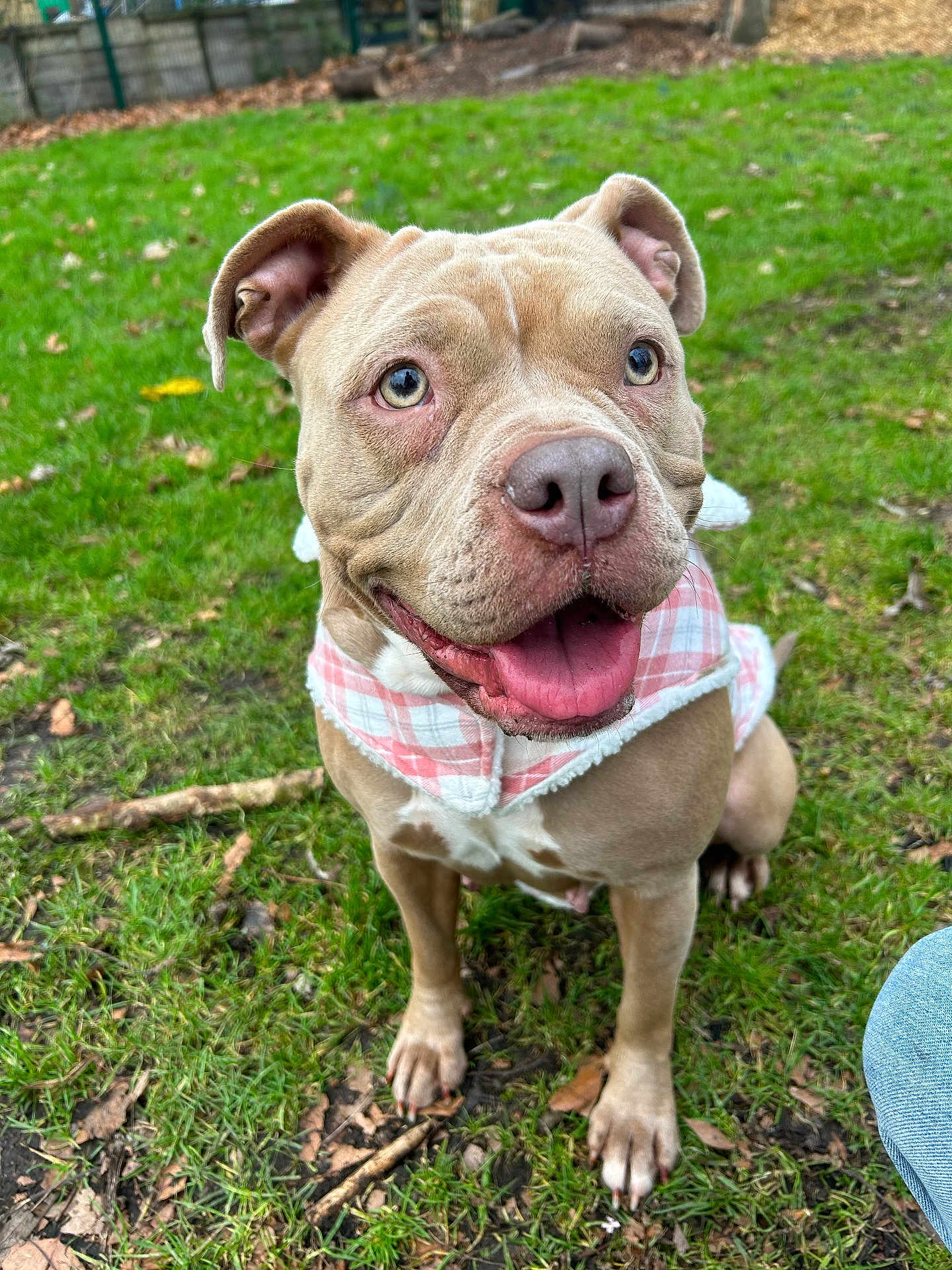 Percilla joined the competition — help win amazing prizes! animal, canine, cute, dog, ears, eyes, friendly, grass, happy, jacket, muzzle, nature, outdoor, paws, pet, pink, playful, smiling, tongue, white