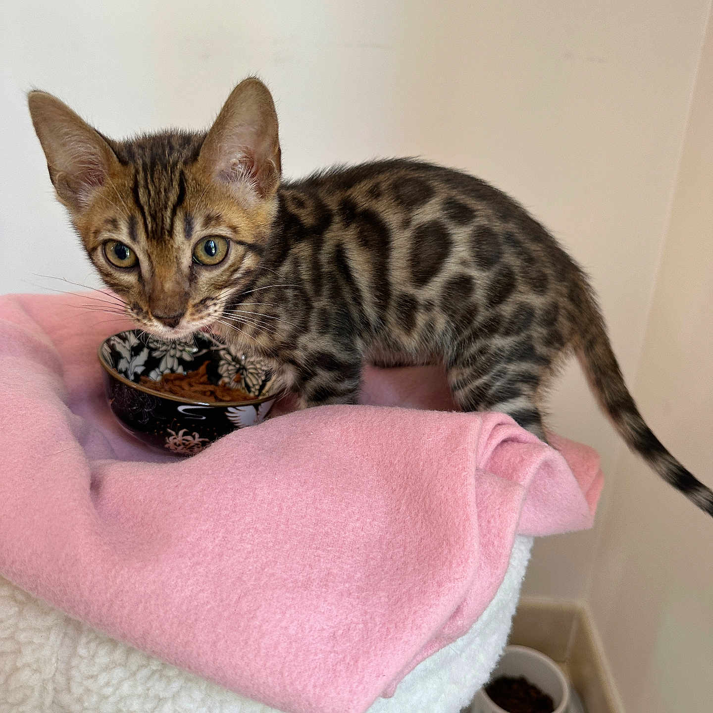 Onyx participe au concours pour gagner de l'argent avec cette photo : abyssinian, animal, blanket, bowl, cat, cup, egyptiancat, homedecor, kitten, linen, manx, ocelot, pet, saucer, siamese, towel