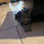 Boulette a rejoint le concours — aidez-le/la à gagner de superbes lots ! abyssinian, animal, car, cat, flagstone, hardwood, kitten, machine, manx, path, person, pet, plywood, slate, tile, transportation, vehicle, walkway, wheel, wood