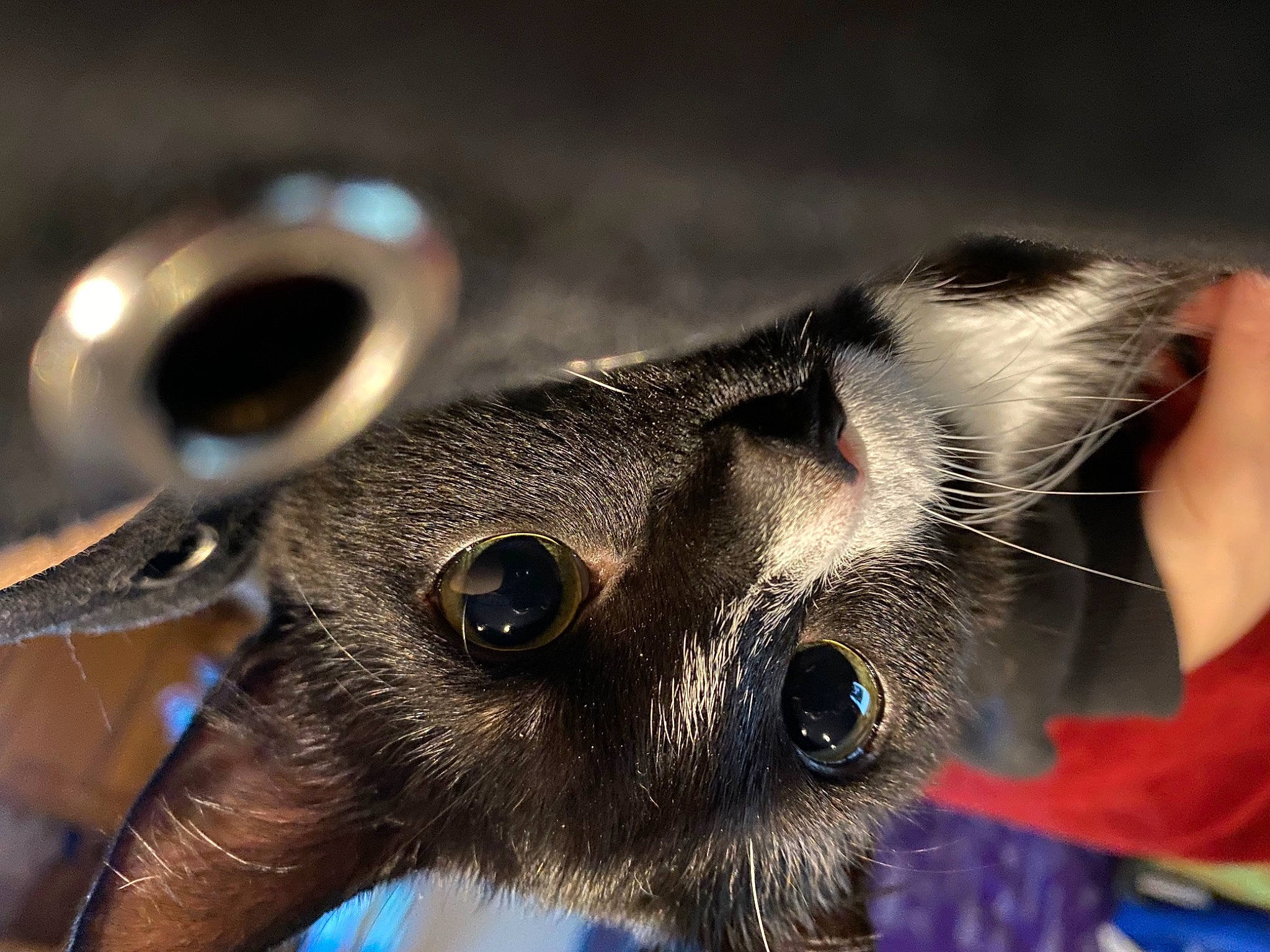 Natsu joined the competition — help win amazing prizes! carnivore, cat, close_up, electric_blue, eye, eyelash, fashion_accessory, fawn, felidae, fur, macro_photography, metal, small_to_medium_sized_cats, snout, terrestrial_animal, thai, whiskers, wildlife