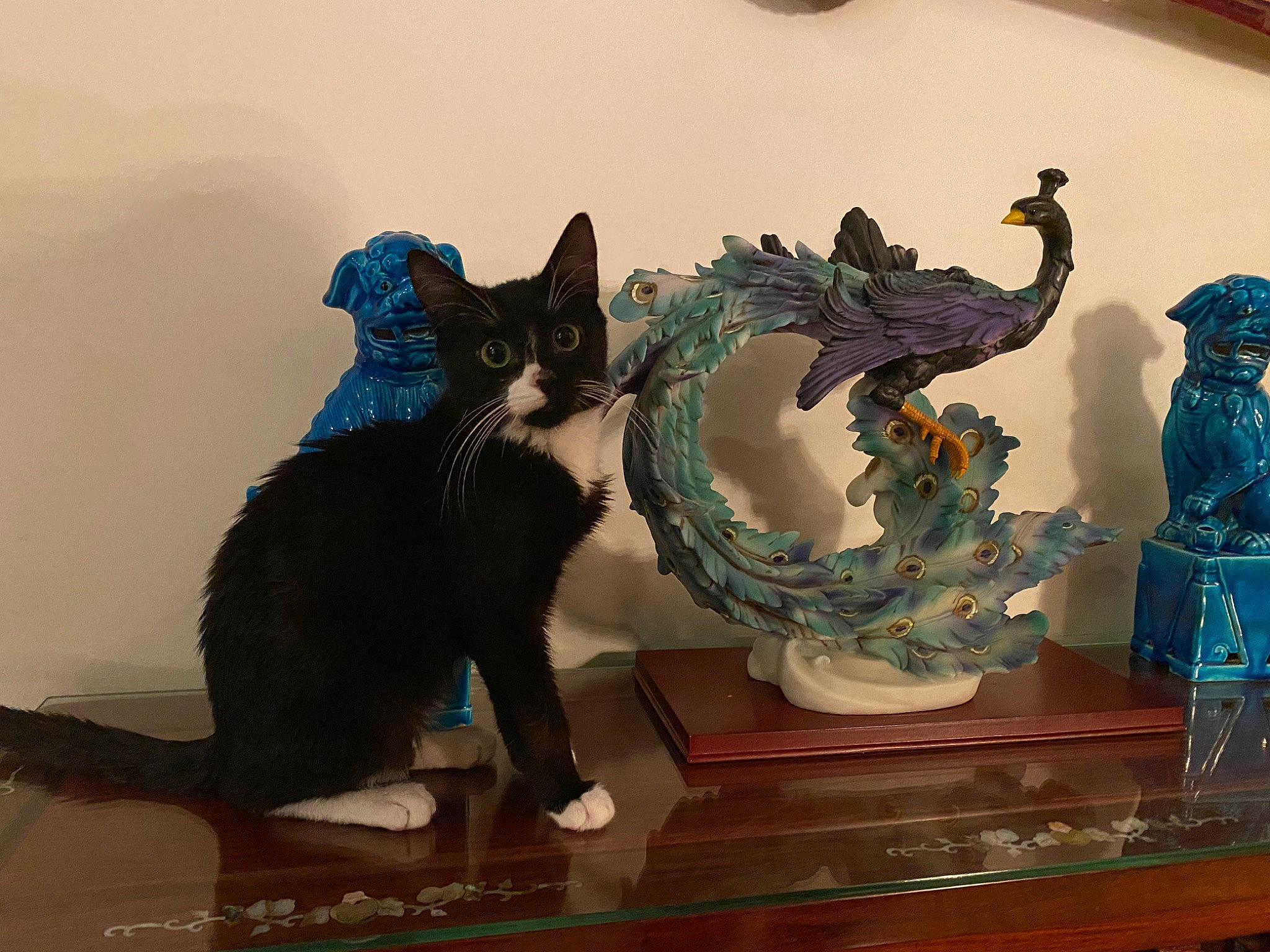 Natsu is registered to the contest to win money with this photo: art, black_cat, blue, carnivore, cat, domestic_short_haired_cat, dragon, felidae, fictional_character, flooring, fur, illustration, metal, room, small_to_medium_sized_cats, tail, toy, visual_arts, whiskers, wood