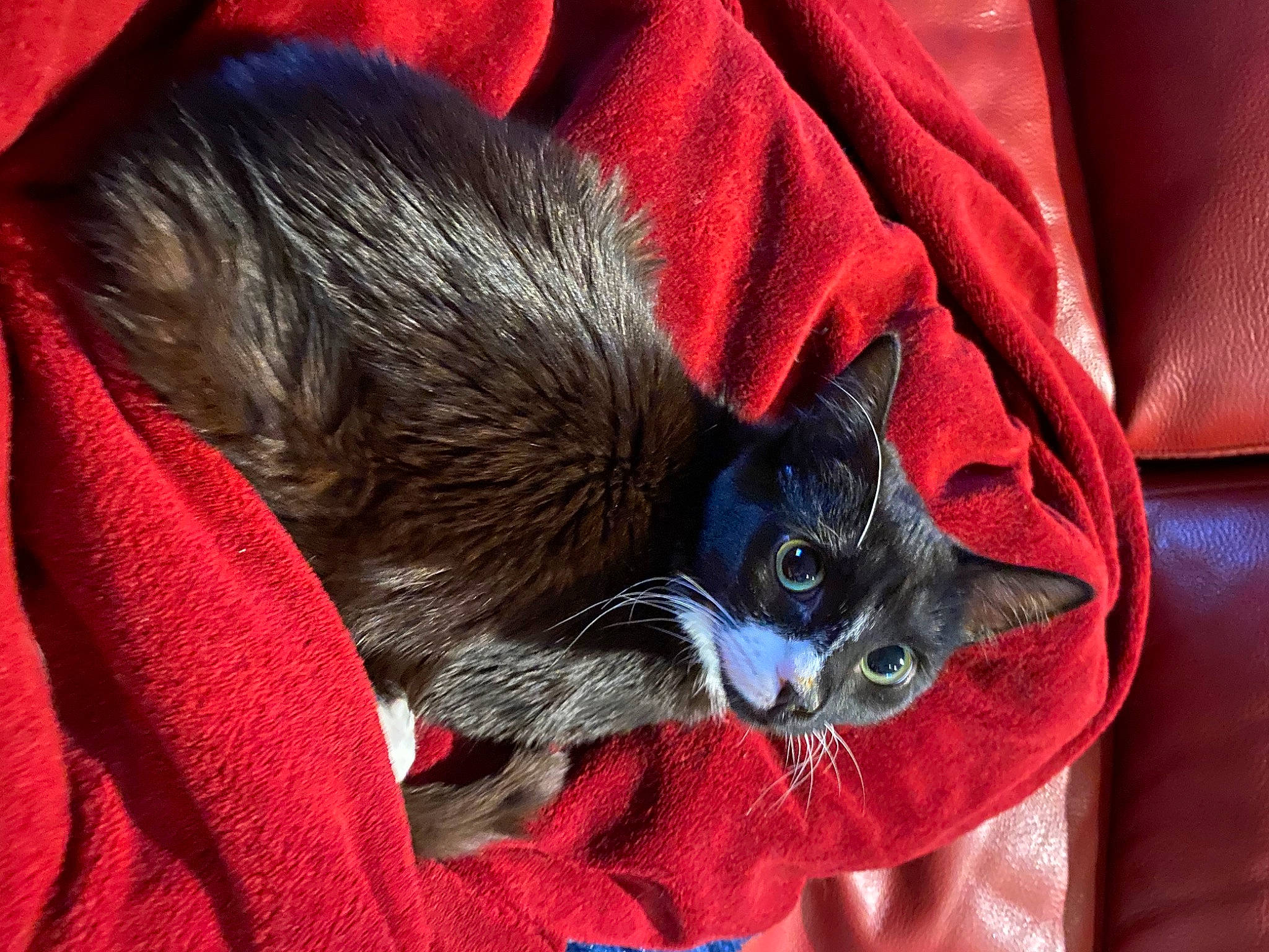 Natsu is registered to the contest to win money with this photo: black_cat, carmine, carnivore, cat, cat_supply, chartreux, claw, comfort, domestic_short_haired_cat, electric_blue, felidae, fur, nap, pet_supply, red, small_to_medium_sized_cats, snout, tail, whiskers