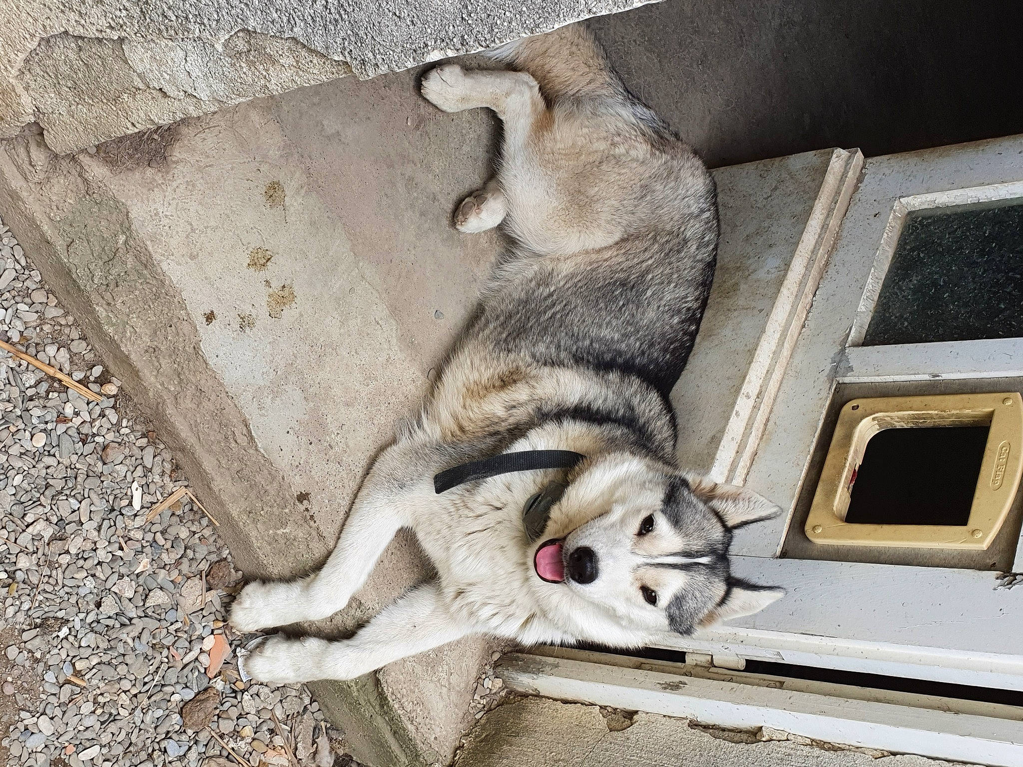 Oria participe au concours pour gagner de l'argent avec cette photo : alaskan_malamute, canidae, carnivore, dog, dog_breed, jamthund, mammal, native_american_indian_dog, northern_inuit_dog, saarloos_wolfdog, seppala_siberian_sleddog, siberian_husky, sled_dog, snout, sporting_group, street_dog, tail, wolfdog