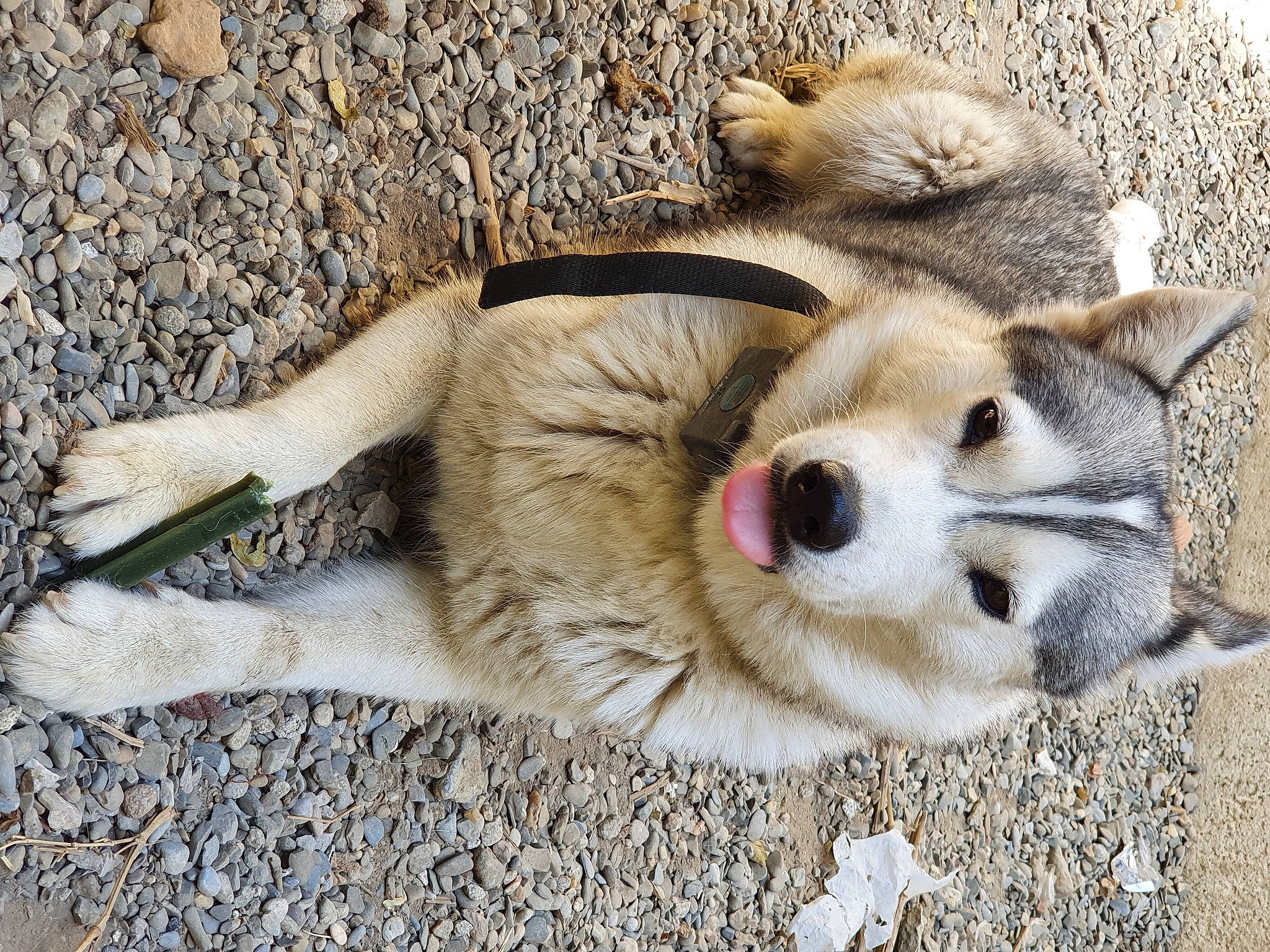 Oria participe au concours pour gagner de l'argent avec cette photo : akita_inu, canidae, canis, carnivore, czechoslovakian_wolfdog, dog, dog_breed, fawn, greenland_dog, mammal, northern_inuit_dog, nose, saarloos_wolfdog, snout, vertebrate, wolfdog