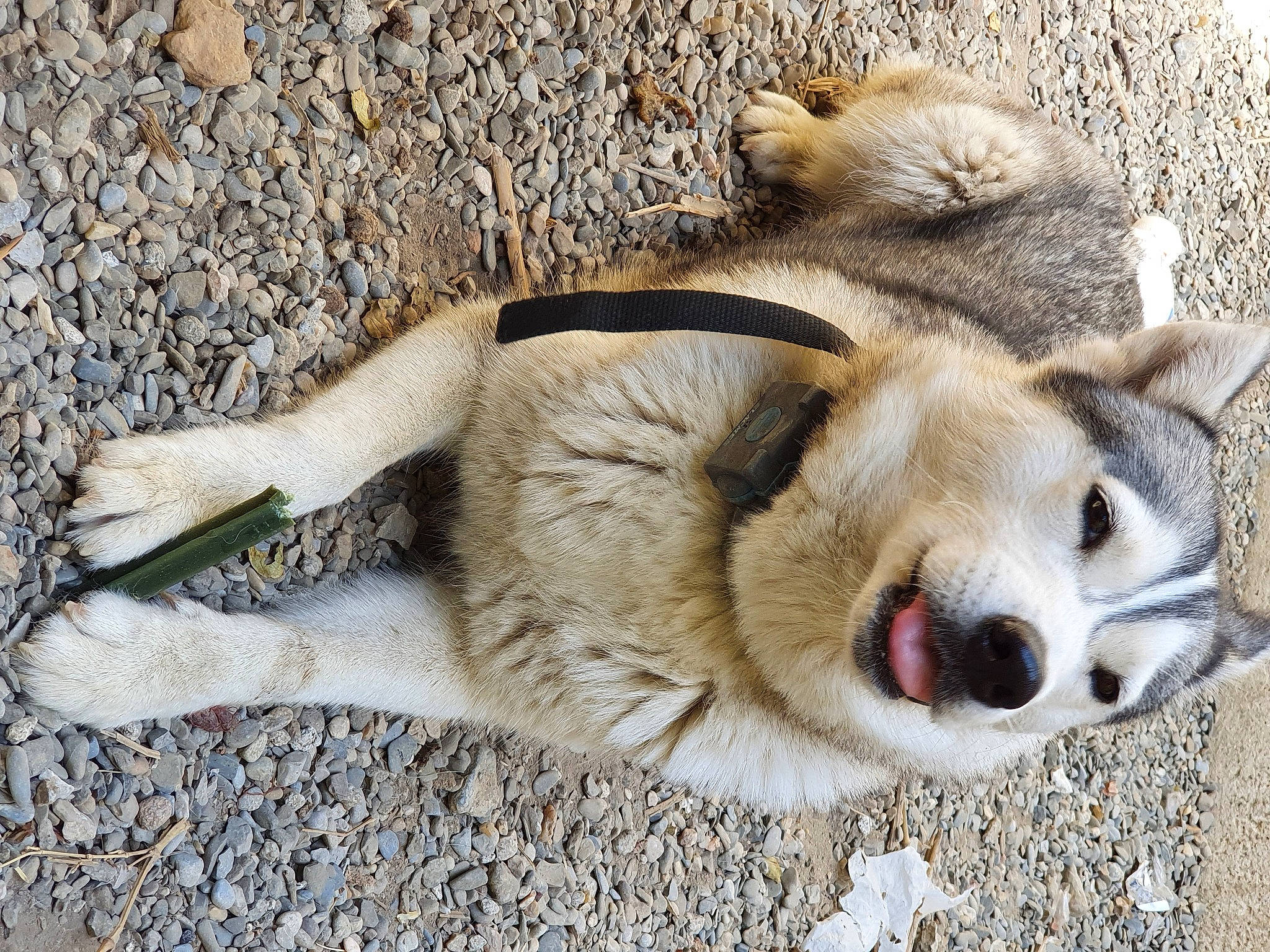 Oria a rejoint le concours — aidez-le/la à gagner de superbes lots ! alaskan_malamute, canidae, canis, carnivore, czechoslovakian_wolfdog, dog, dog_breed, fawn, greenland_dog, mammal, northern_inuit_dog, saarloos_wolfdog, snout, sporting_group, vertebrate, wolfdog