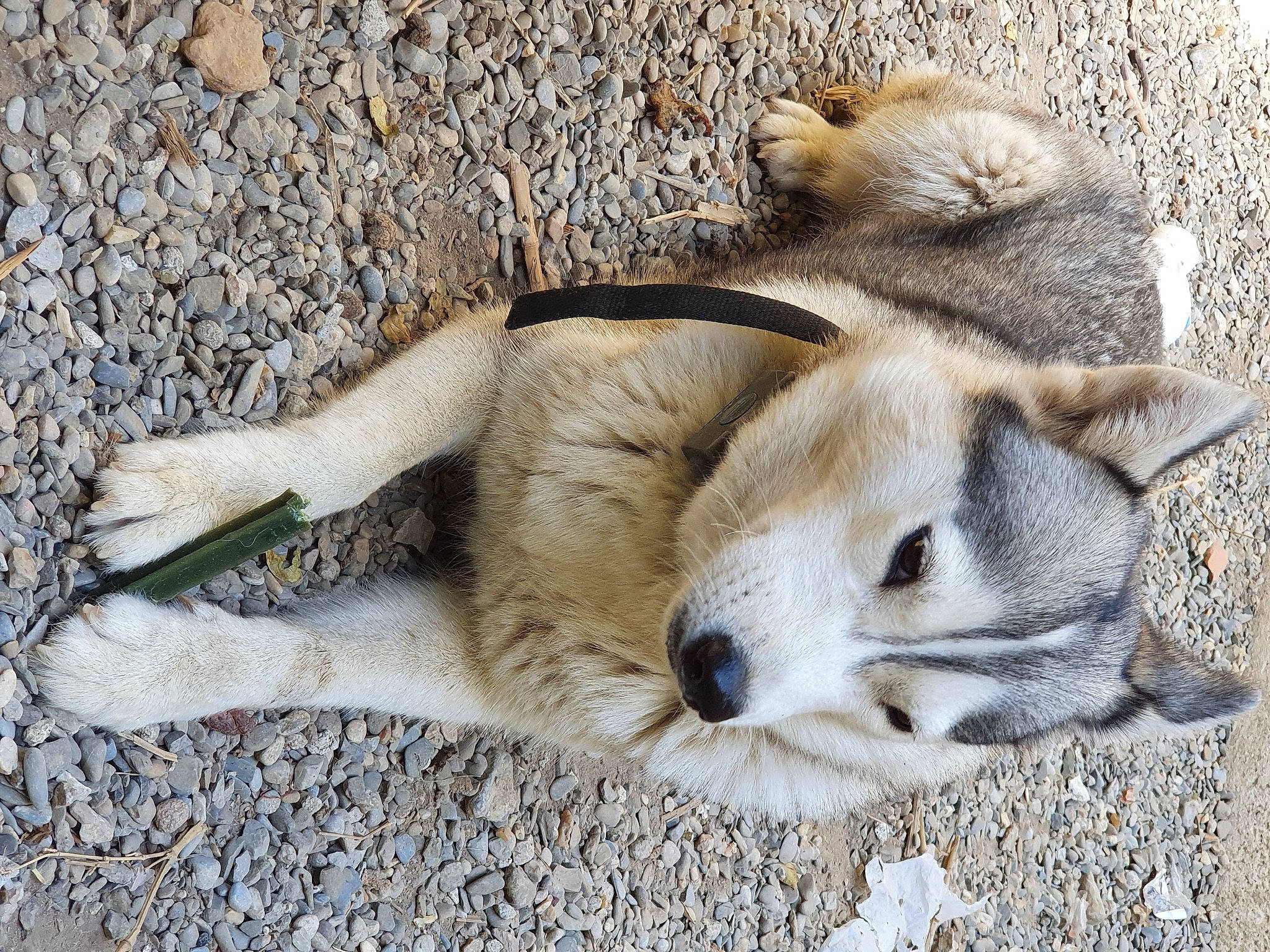 Oria participe au concours pour gagner de l'argent avec cette photo : canidae, carnivore, domestic_rabbit, fawn, hare, mammal, rabbit, snout, vertebrate, wildlife
