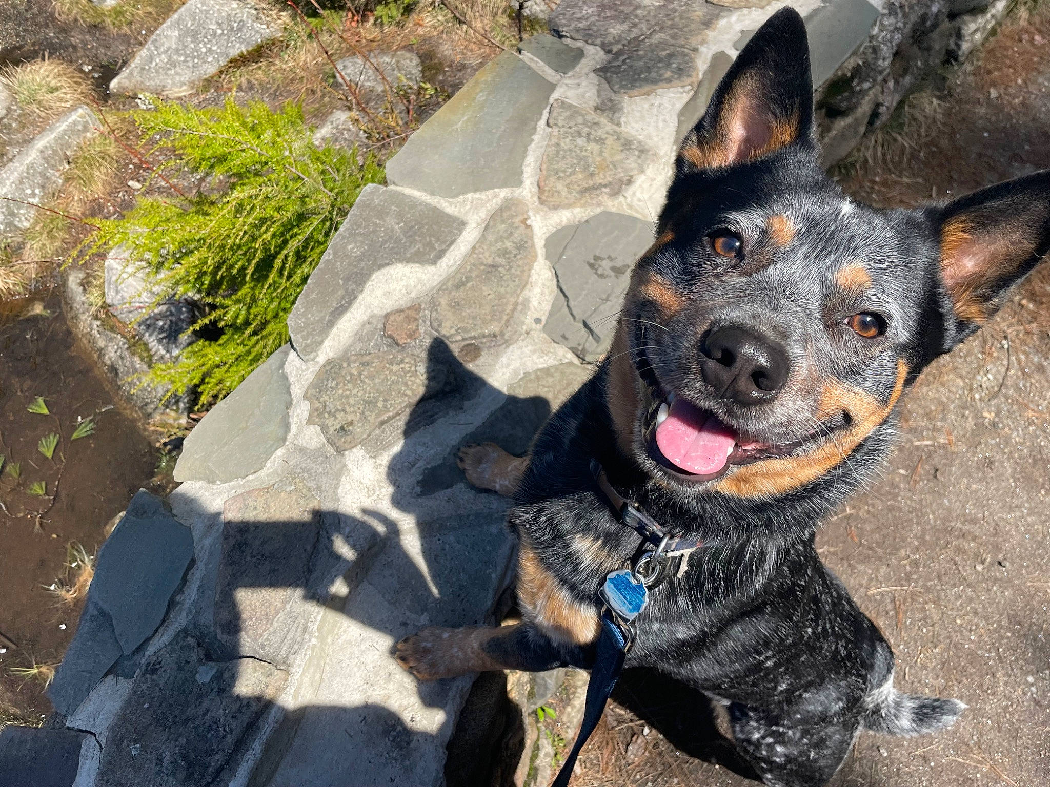Rigby joined the competition — help win amazing prizes! adventure, carnivore, collar, companion_dog, dog, dog_breed, dog_collar, dog_supply, fawn, guard_dog, herding_dog, paw, pinscher, plant, prazsky_krysarik, shadow, toy_dog, whiskers, working_animal, working_dog