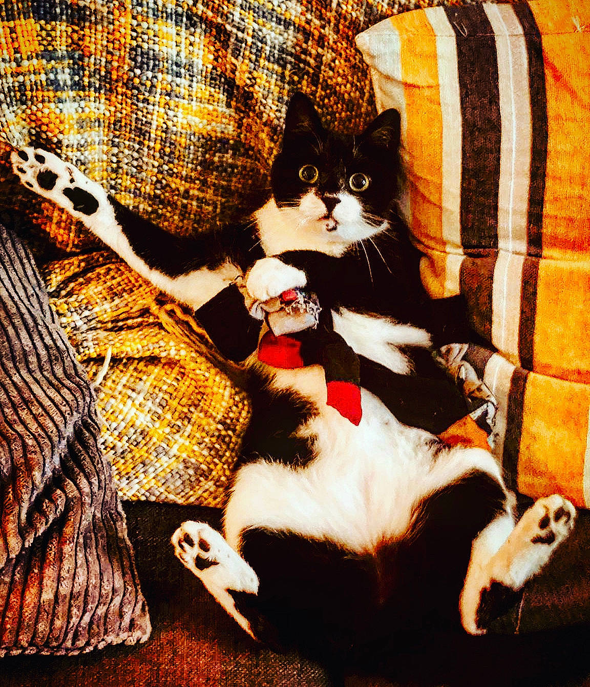 Katie joined the competition — help win amazing prizes! carnivore, cat, comfort, cushion, felidae, fur, home_accessories, linens, orange, paw, pet_supply, plaid, small_to_medium_sized_cats, tail, terrestrial_animal, vertebrate, whiskers