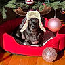 dog, black_dog, pet_bed, red_bed, christmas_tree, christmas_ornaments, reindeer_antlers, winter_hat, holiday, festive, indoor, sunlight, wood_floor, cozy, cute, animal, pet, decorations, relaxing, seasonal