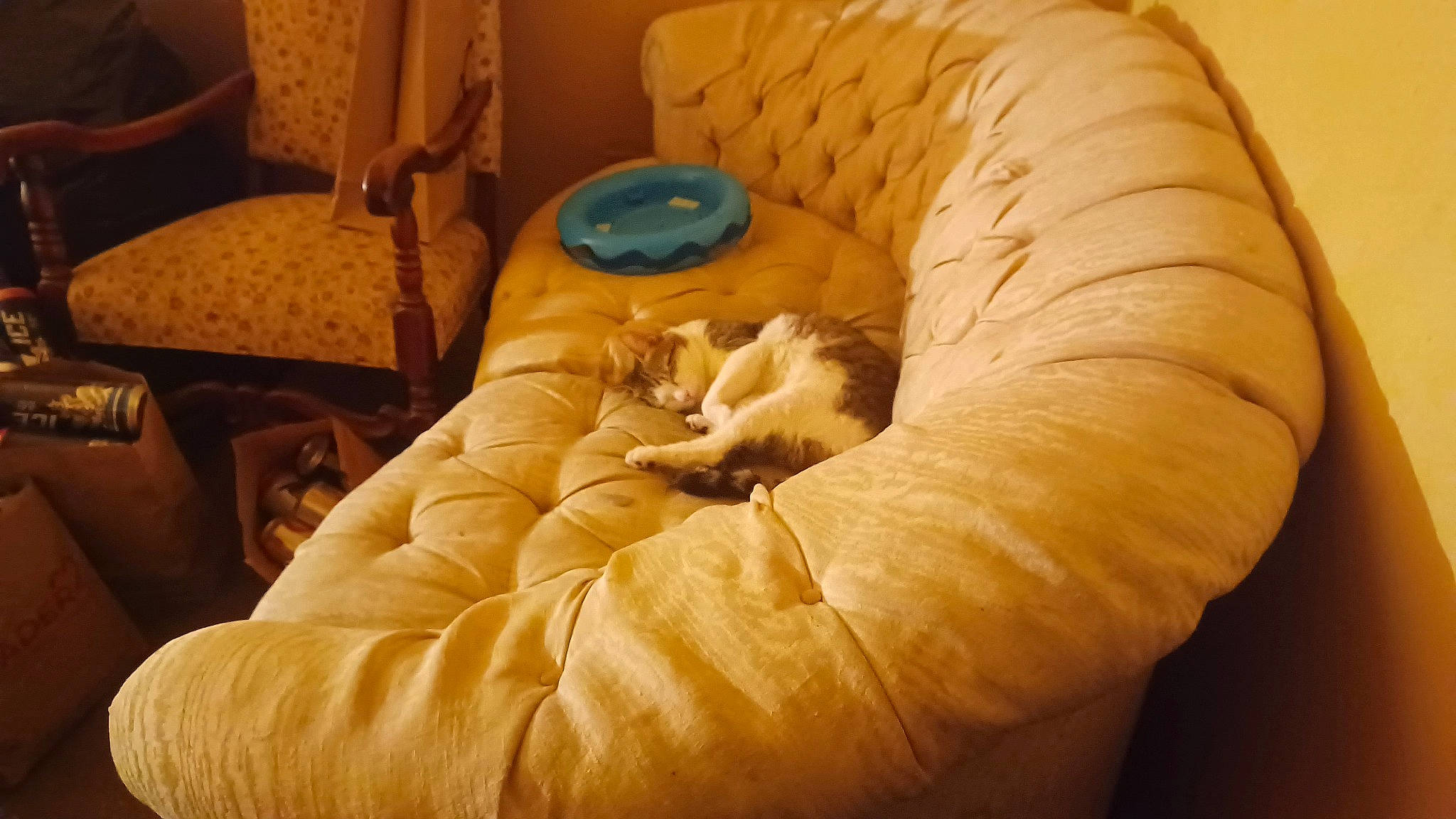 Jett joined the competition — help win amazing prizes! bean_bag, bean_bag_chair, calabaza, carnivore, cat, clay, comfort, couch, felidae, flooring, fur, hardwood, linens, pumpkin, small_to_medium_sized_cats, whiskers, winter_squash, wood