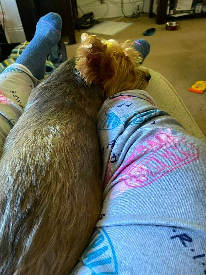 Lucy is registered to the contest to win money with this photo: carnivore, comfort, companion_dog, dog, dog_breed, fawn, felidae, flooring, foot, fur, human_leg, lap, leg, shoe, small_to_medium_sized_cats, sneakers, snout, tail, thigh, whiskers