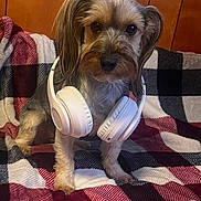 Bailey joined the competition — help win amazing prizes! dog, headphones, plaid_blanket, indoor, pet, small_dog, fur, ears, face, brown, white, black, cute, sitting, wooden_wall, cozy, portrait, animal, domestic_animal, companion
