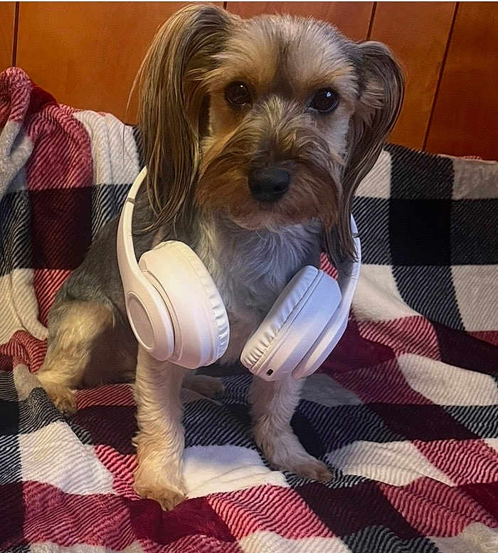 Bailey joined the competition — help win amazing prizes! dog, headphones, plaid_blanket, indoor, pet, small_dog, fur, ears, face, brown, white, black, cute, sitting, wooden_wall, cozy, portrait, animal, domestic_animal, companion