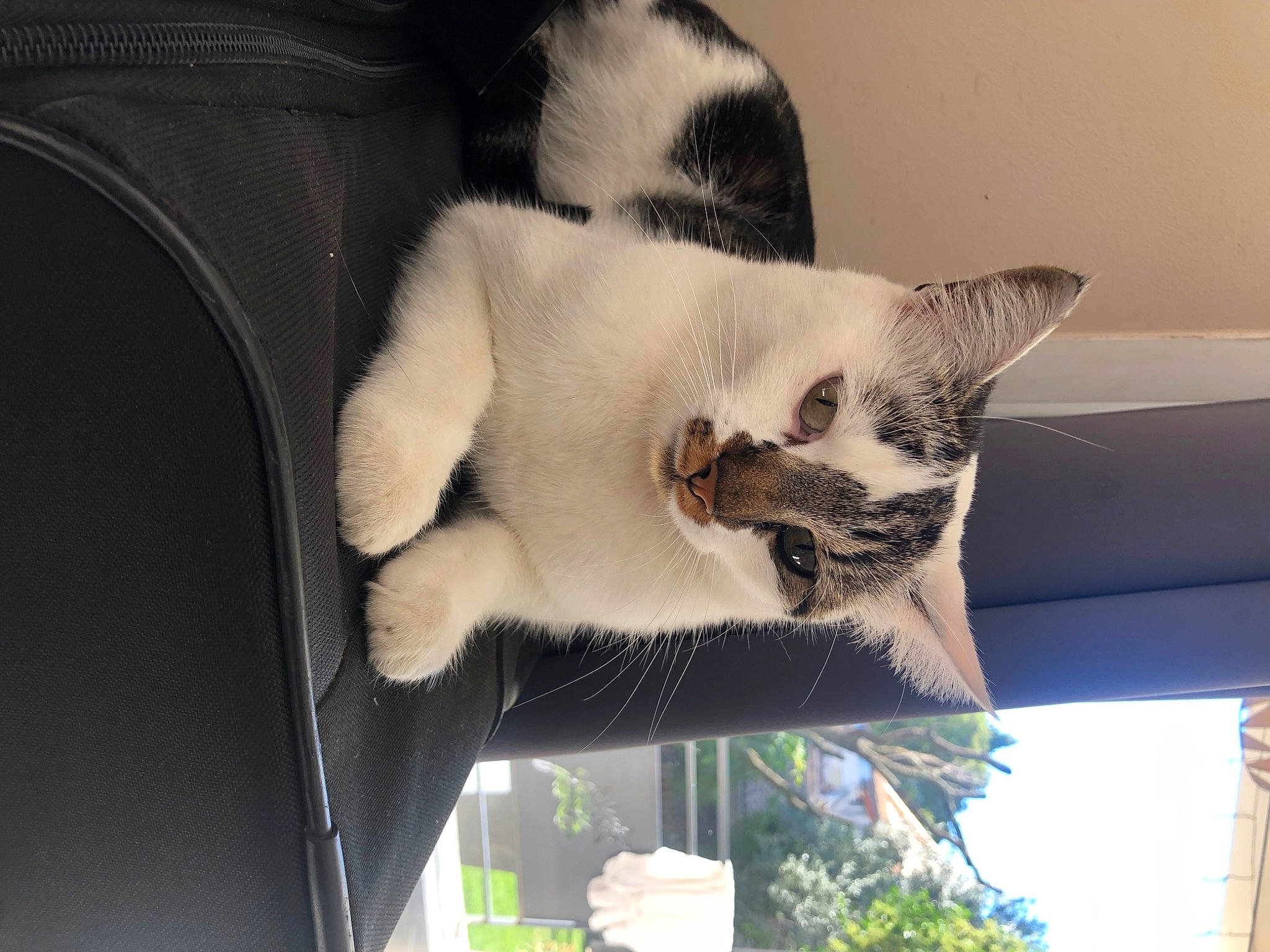 Poupette a rejoint le concours — aidez-le/la à gagner de superbes lots ! balinese, carnivore, cat, claw, comfort, domestic_short_haired_cat, fang, fawn, felidae, fur, nap, paw, plant, small_to_medium_sized_cats, tail, thai, tree, whiskers, window