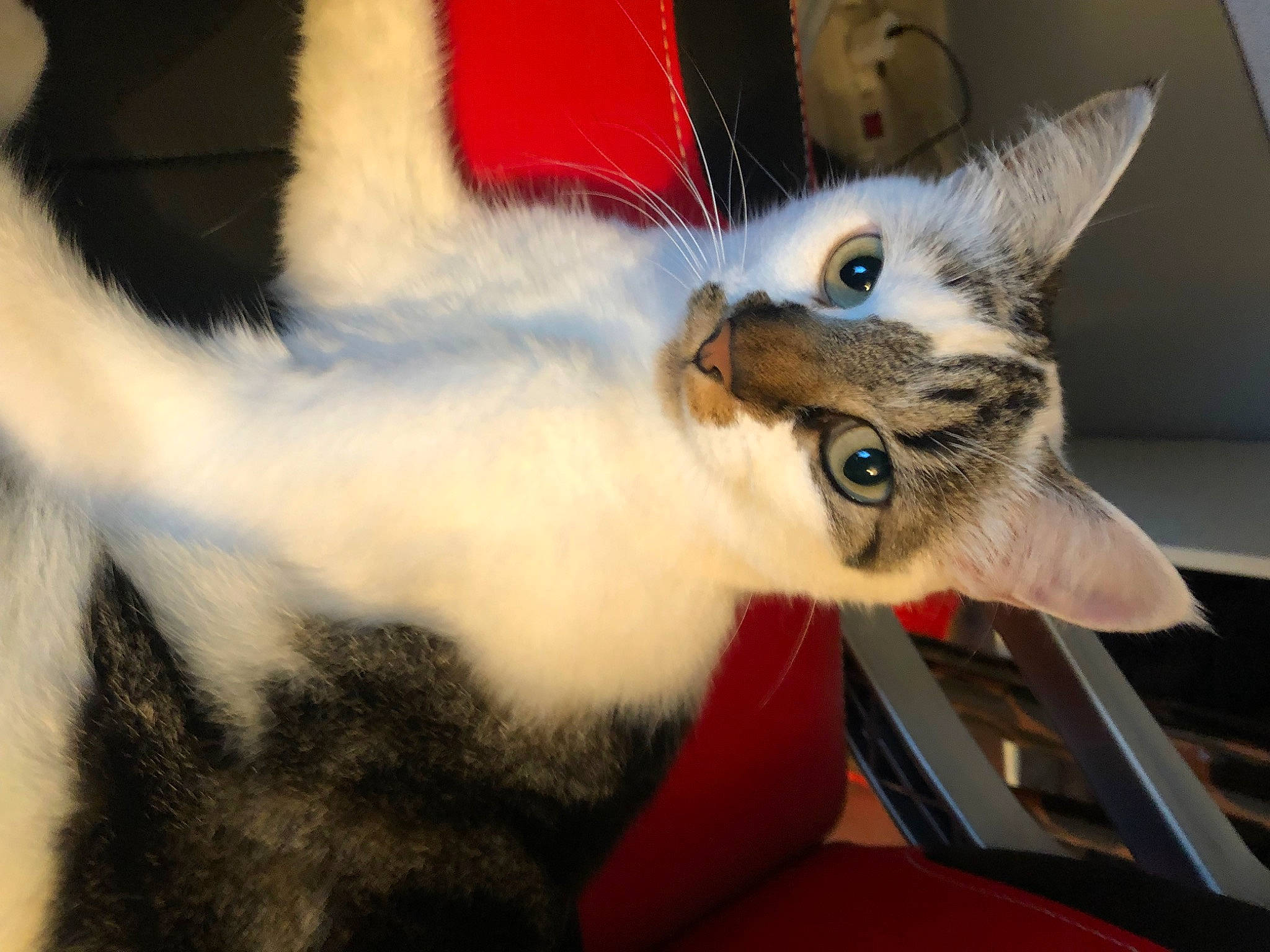 Poupette participe au concours pour gagner de l'argent avec cette photo : carnivore, cat, claw, comfort, domestic_short_haired_cat, ear, felidae, fur, paw, small_to_medium_sized_cats, snout, tail, whiskers