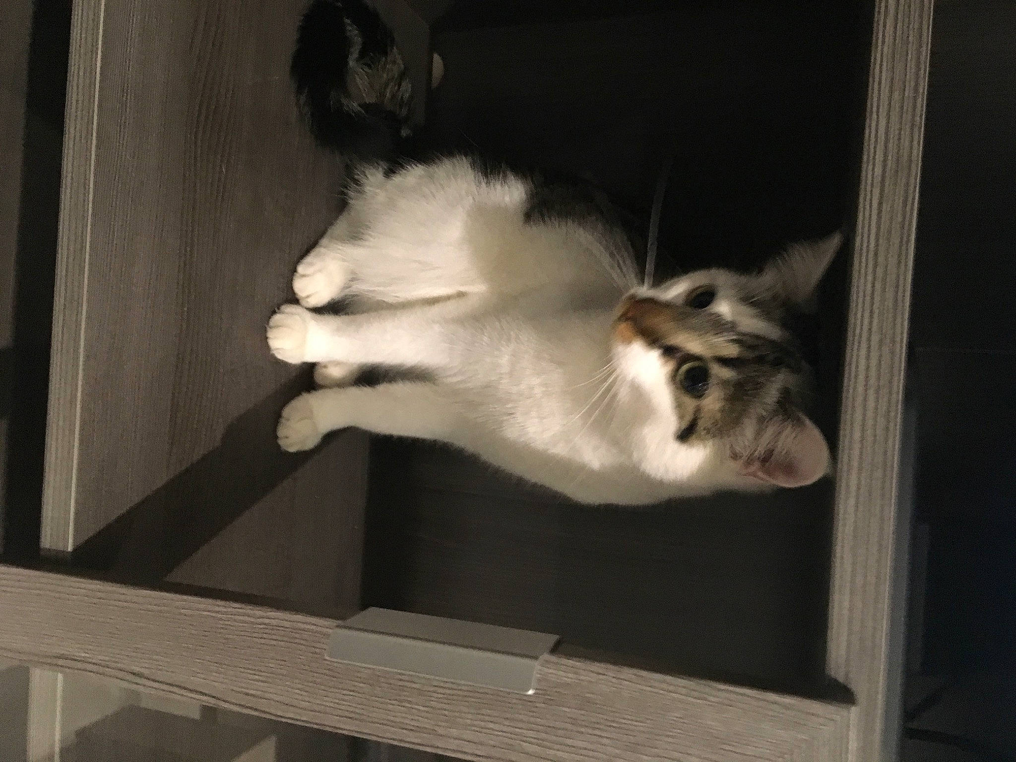 Poupette a rejoint le concours — aidez-le/la à gagner de superbes lots ! art, carnivore, cat, darkness, domestic_short_haired_cat, felidae, fur, gesture, leg, monochrome, monochrome_photography, paw, room, small_to_medium_sized_cats, snout, tail, tints_and_shades, whiskers, window, wood