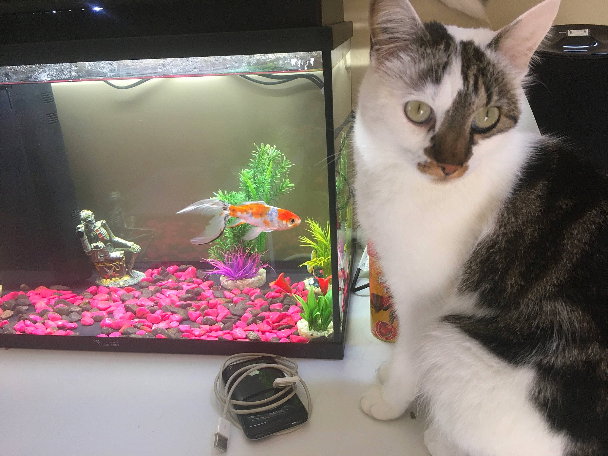 Poupette participe au concours pour gagner de l'argent avec cette photo : aquarium, aquatic_plant, carnivore, cat, domestic_short_haired_cat, felidae, fish, fish_supply, freshwater_aquarium, fur, magenta, paw, pet_supply, plant, shelf, small_to_medium_sized_cats, tail, tree, vertebrate, whiskers
