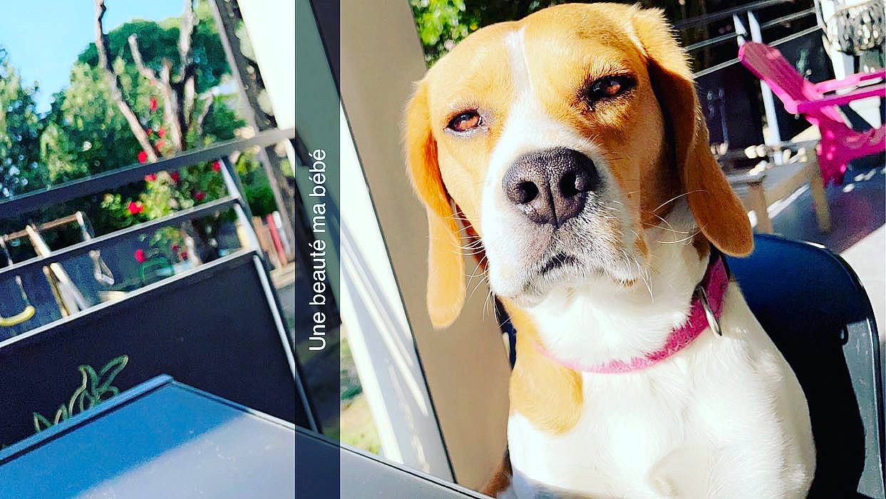 Sushi a rejoint le concours — aidez-le/la à gagner de superbes lots ! advertising, beagle, canidae, carnivore, collar, companion_dog, dog, dog_breed, dog_collar, dog_supply, fawn, fur, handwriting, hound, pet_supply, photo_caption, snout, sporting_group, whiskers, working_animal