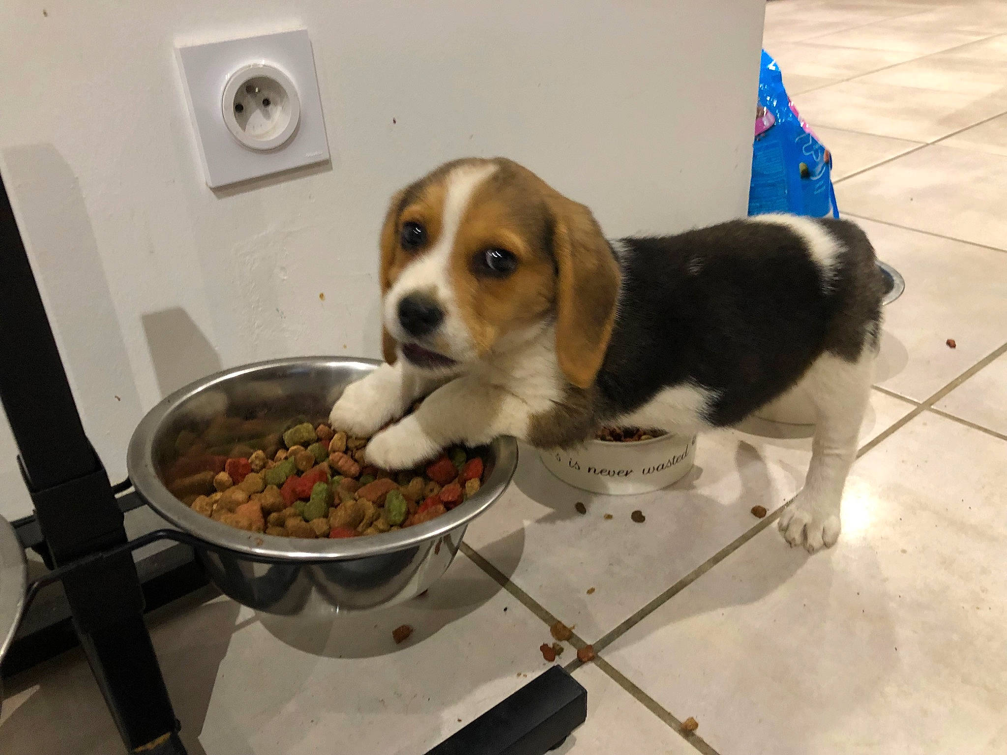 Sushi participe au concours pour gagner de l'argent avec cette photo : bowl, carnivore, companion_dog, cooking, cookware_and_bakeware, cuisine, dish, dishware, dog, dog_breed, flooring, food, ingredient, kitchen, kitchen_utensil, pet_food, recipe, serveware, staple_food, tableware