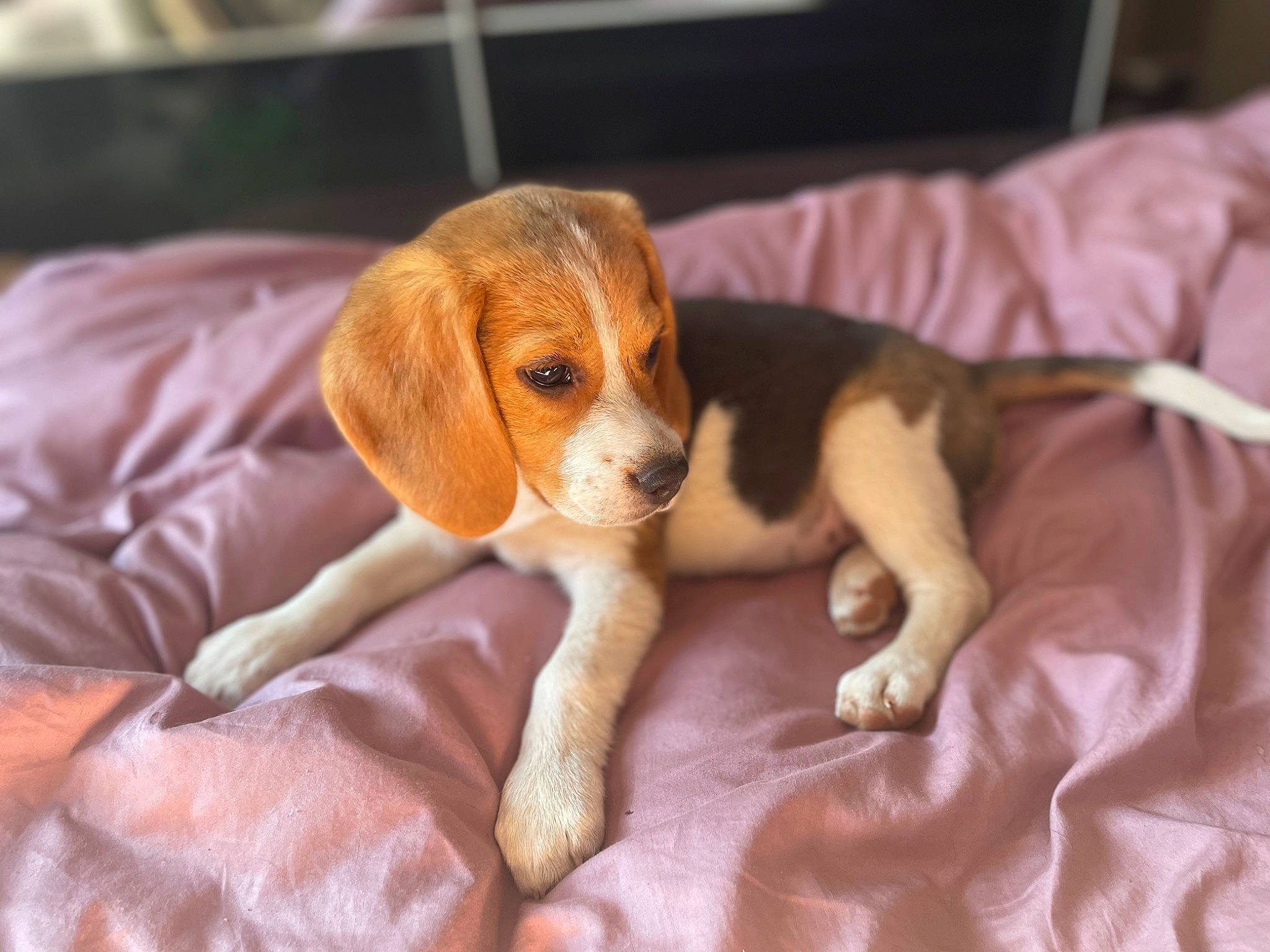 Sushi a rejoint le concours — aidez-le/la à gagner de superbes lots ! beagle, beagle_harrier, beaglier, canidae, carnivore, comfort, companion_dog, dog, dog_breed, fawn, hound, liver, puppy, scent_hound, snout, sporting_group, terrestrial_animal, toy, wood, working_animal