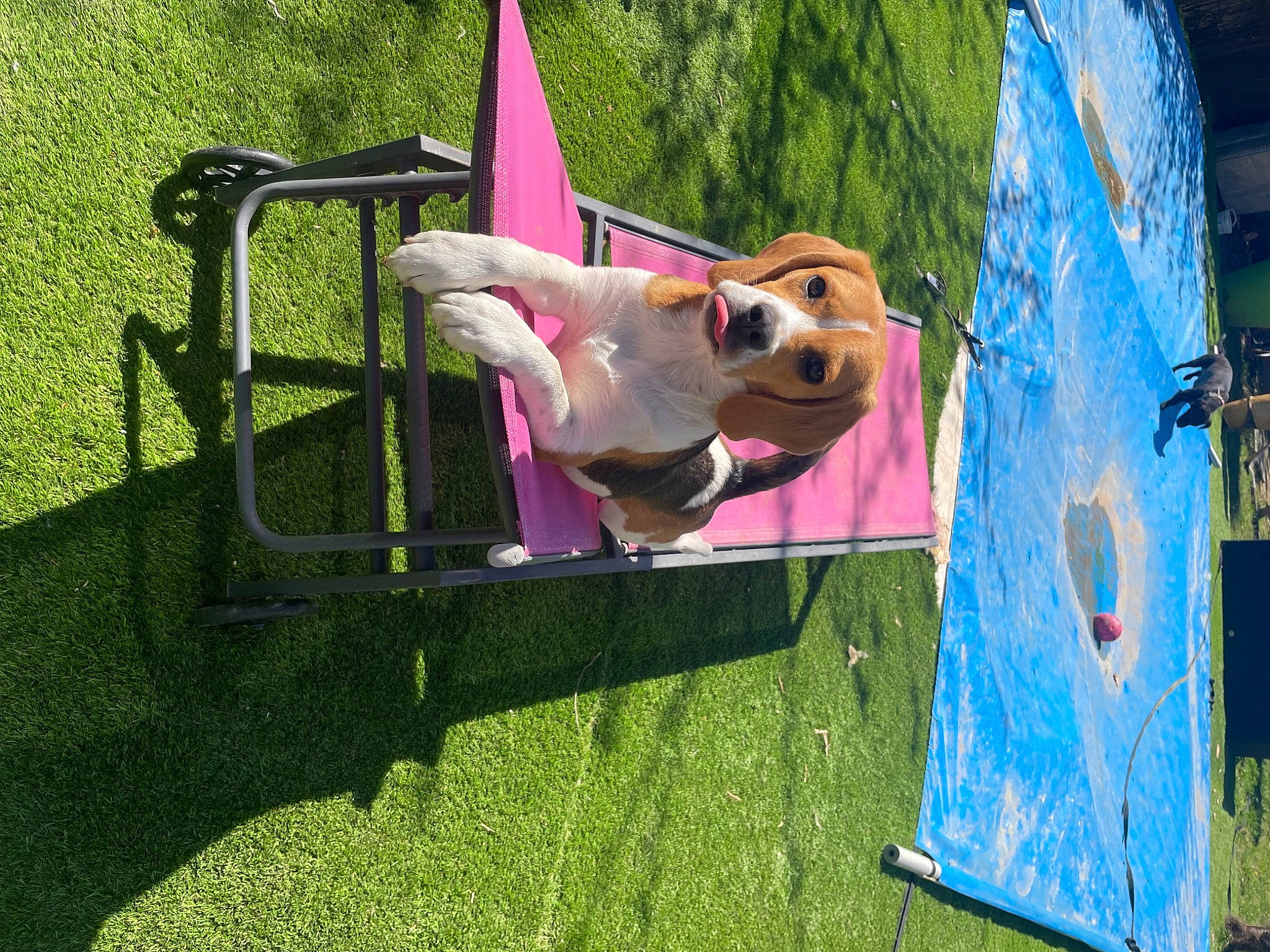 Sushi a rejoint le concours — aidez-le/la à gagner de superbes lots ! art, canidae, carnivore, chair, companion_dog, dog, dog_breed, dog_supply, fawn, fun, grass, leisure, magenta, outdoor_furniture, plant, recreation, sporting_group, sunglasses, visual_arts, working_animal