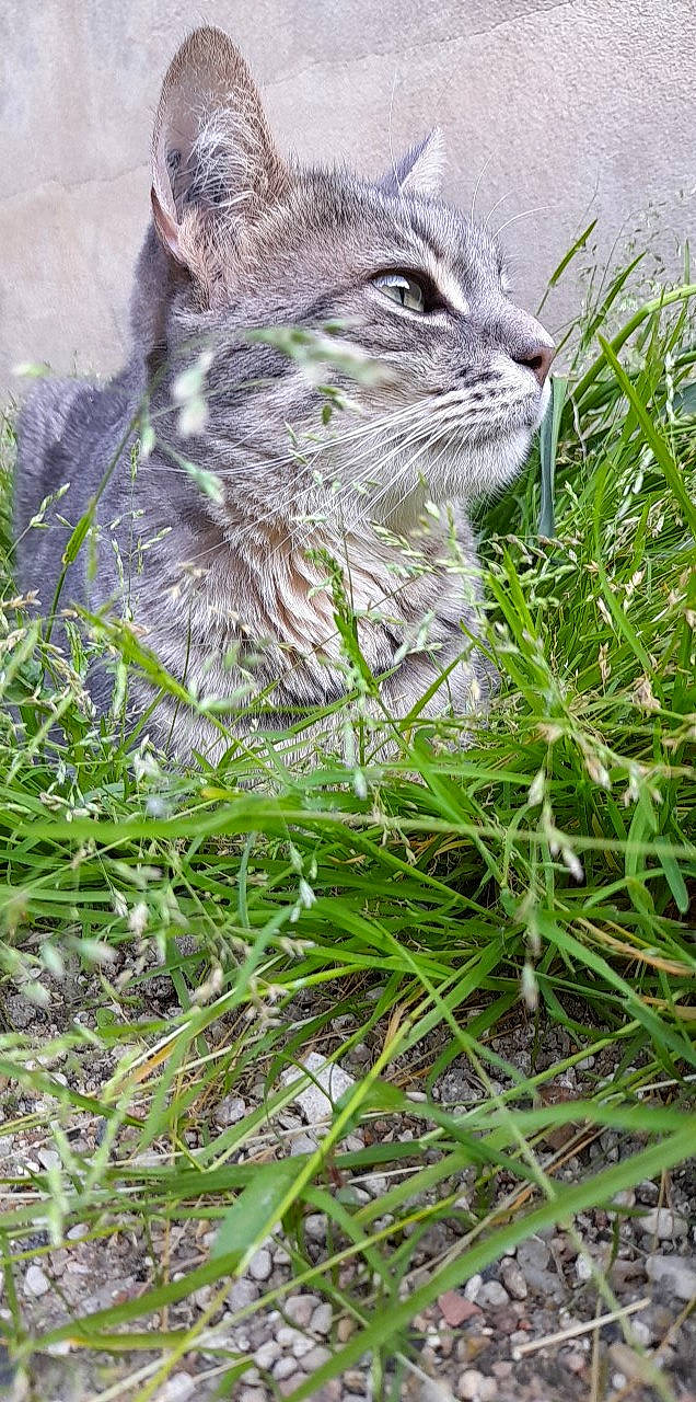 Pitchoune a rejoint le concours — aidez-le/la à gagner de superbes lots ! carnivore, cat, domestic_short_haired_cat, felidae, fur, grass, grassland, groundcover, herb, hierochloe, plant, prairie, small_to_medium_sized_cats, snout, tail, terrestrial_animal, whiskers, wildlife