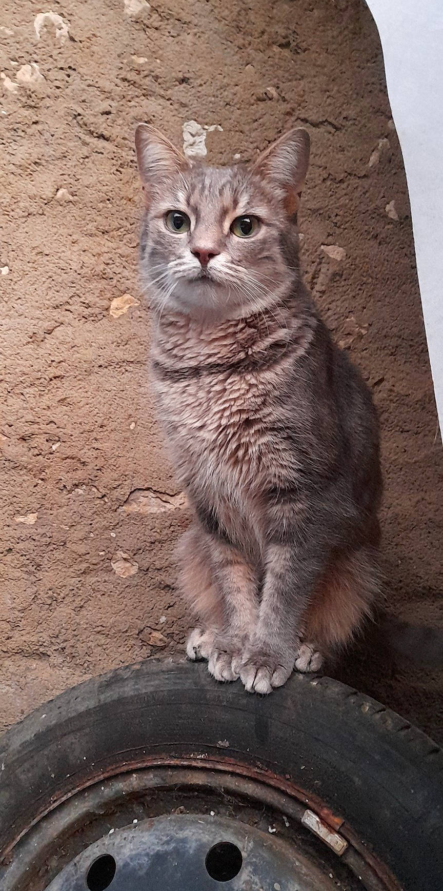 Pitchoune participe au concours pour gagner de l'argent avec cette photo : automotive_tire, carnivore, cat, domestic_short_haired_cat, door, felidae, fur, sitting, small_to_medium_sized_cats, synthetic_rubber, tail, terrestrial_animal, tire, tire_care, tread, wheel, whiskers, wildlife, window