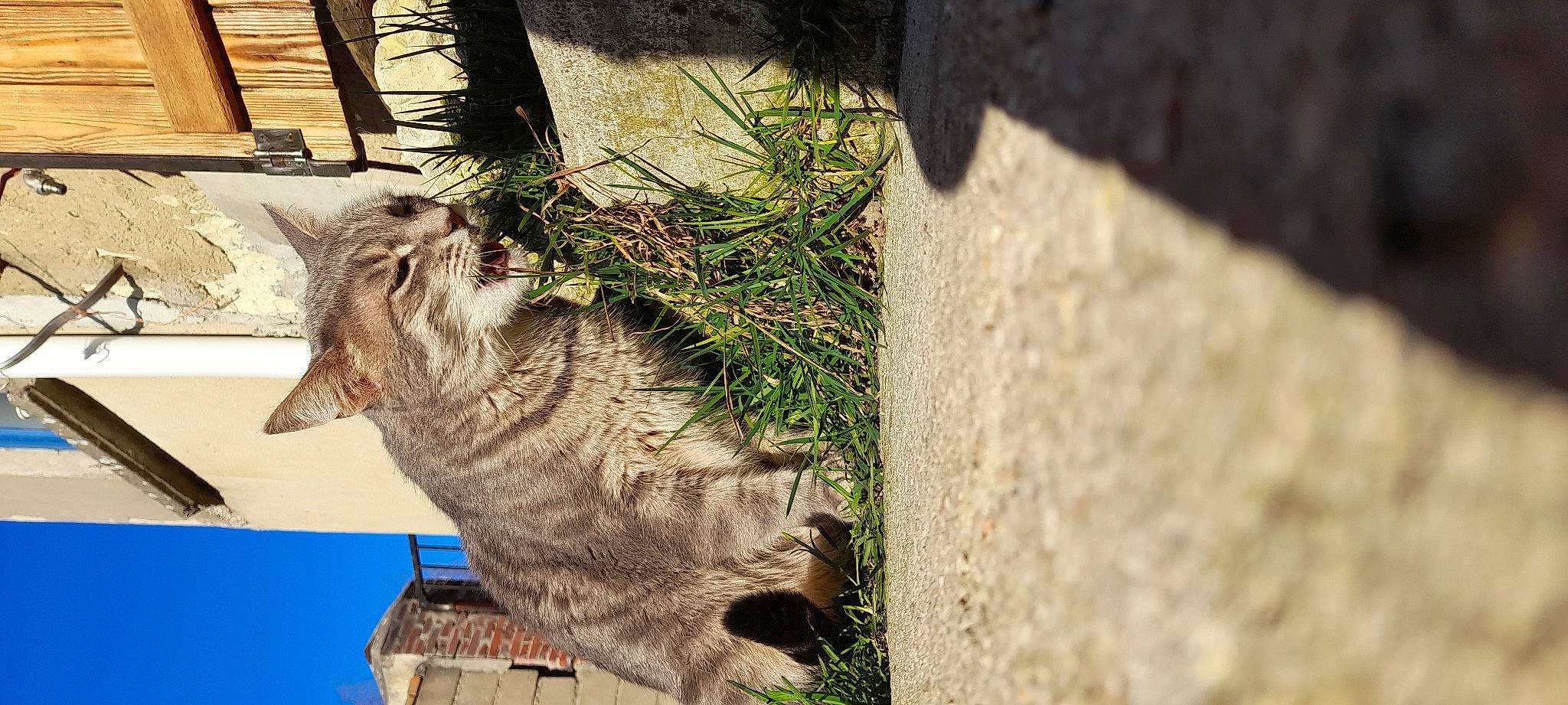 Pitchoune participe au concours pour gagner de l'argent avec cette photo : carnivore, cat, domestic_short_haired_cat, felidae, fur, grass, groundcover, lynx, plant, shadow, small_to_medium_sized_cats, snout, tail, terrestrial_animal, tree, trunk, whiskers, wildlife, window, wood