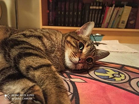 Chappy participe au concours pour gagner de l'argent avec cette photo : bookcase, carnivore, cat, domestic_short_haired_cat, felidae, fur, publication, shelf, shelving, small_to_medium_sized_cats, snout, tabby_cat, vertebrate, whiskers