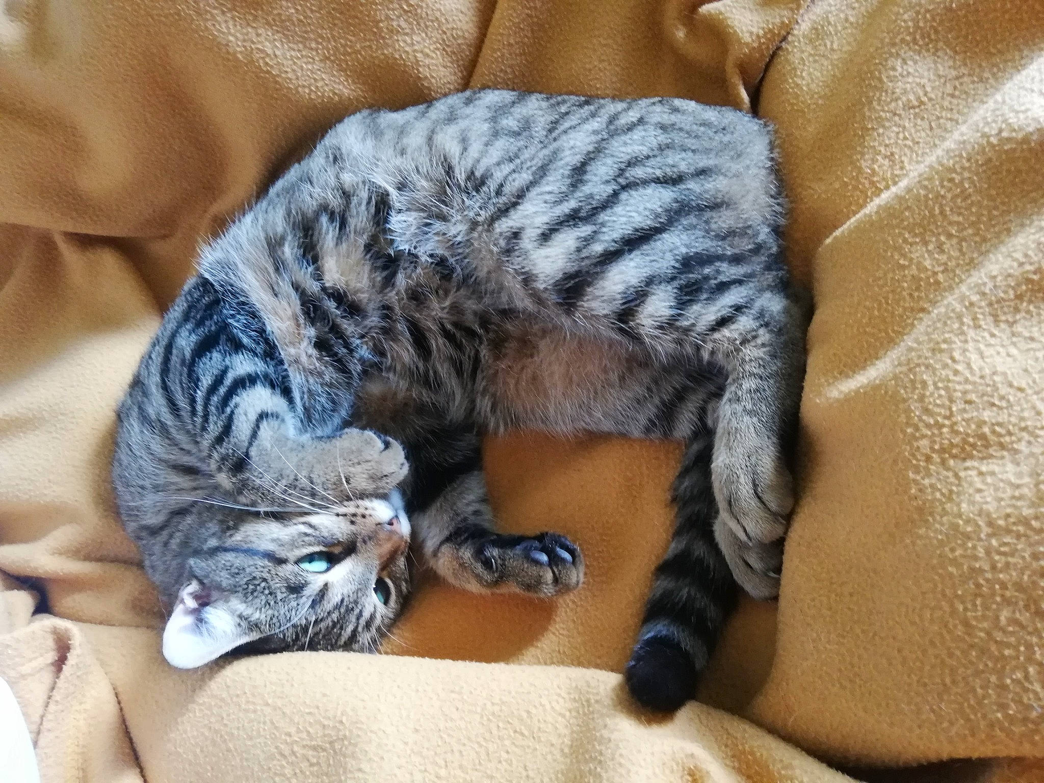 Chappy participe au concours pour gagner de l'argent avec cette photo : carnivore, cat, claw, comfort, domestic_short_haired_cat, felidae, fur, grey, linens, mammal, nap, paw, small_to_medium_sized_cats, snout, tabby_cat, tail, vertebrate, whiskers