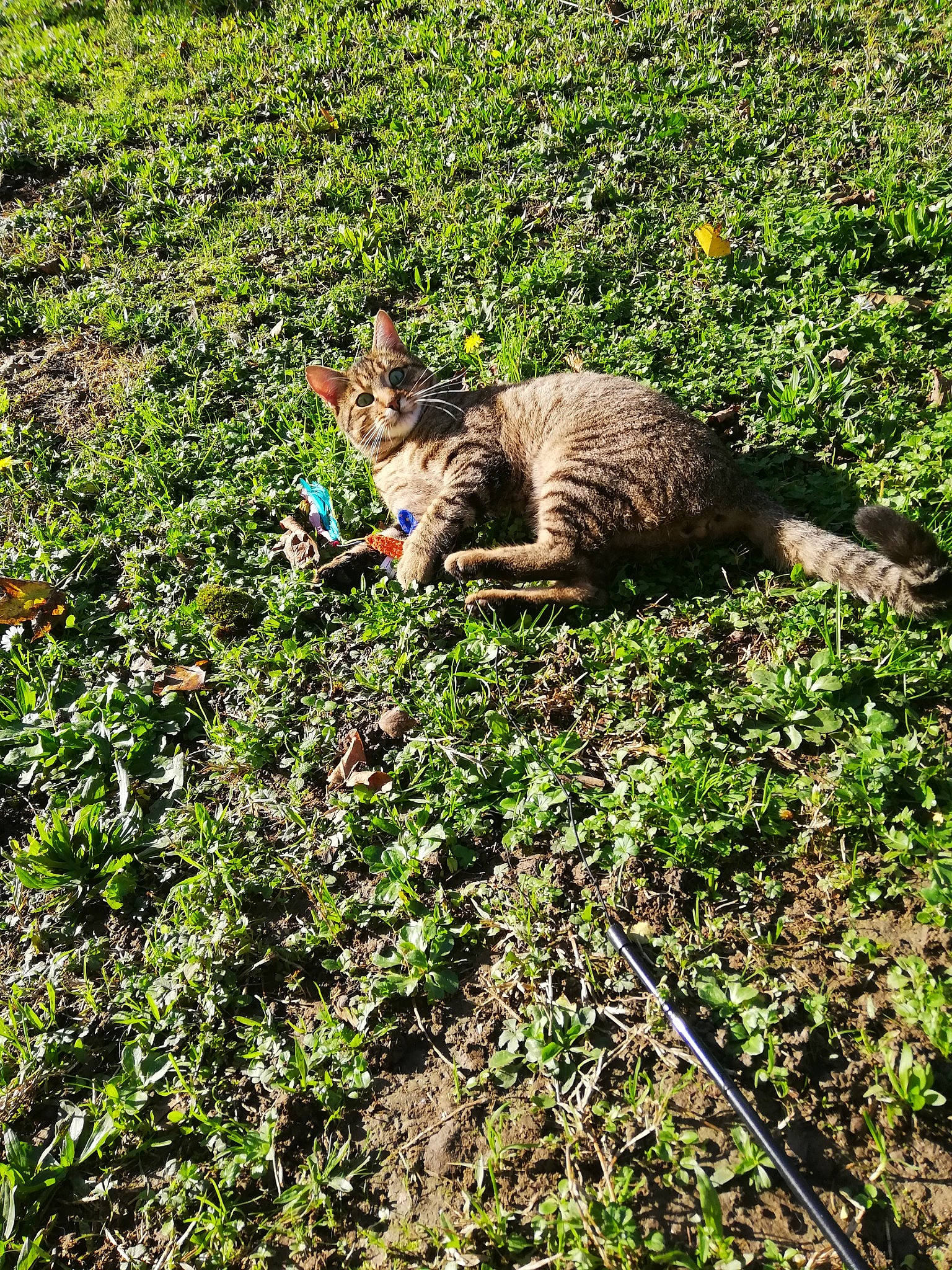 Chappy a rejoint le concours — aidez-le/la à gagner de superbes lots ! carnivore, cat, domestic_short_haired_cat, felidae, fur, grass, groundcover, mammal, small_to_medium_sized_cats, tabby_cat, tail, terrestrial_animal, vertebrate, whiskers, wild_cat