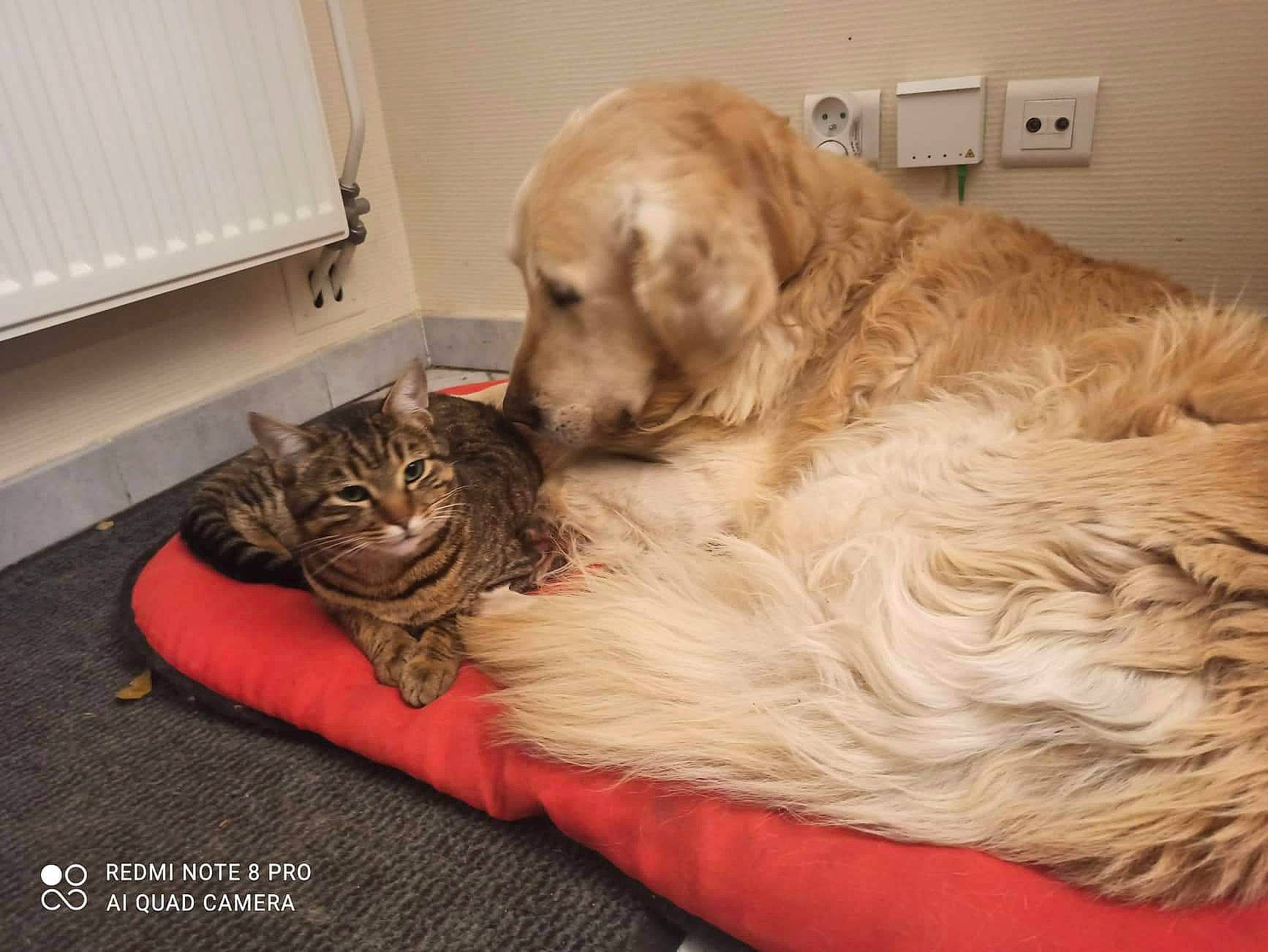 D'Jet a rejoint le concours — aidez-le/la à gagner de superbes lots ! beige, brown, canidae, carnivore, cat, companion_dog, dog, dog_breed, fawn, felidae, fur, liver, mammal, retriever, small_to_medium_sized_cats, snout, sporting_group, vertebrate, whiskers, working_animal