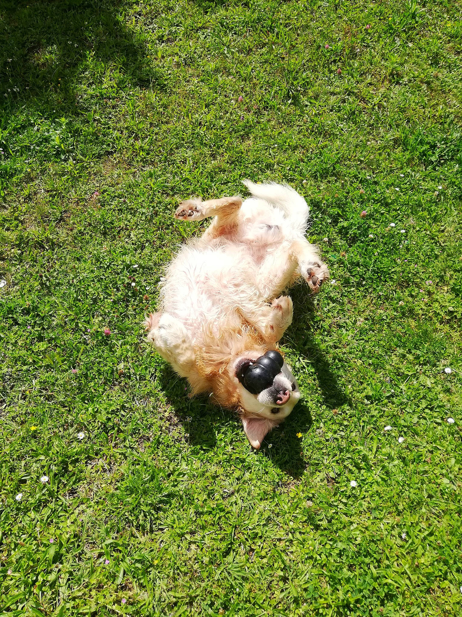 D'Jet participe au concours pour gagner de l'argent avec cette photo : canidae, carnivore, companion_dog, dog, dog_breed, fawn, field, fur, grass, grass_family, groundcover, lawn, maltepoo, meadow, pasture, puppy, sporting_group, toy_dog, vertebrate, working_animal