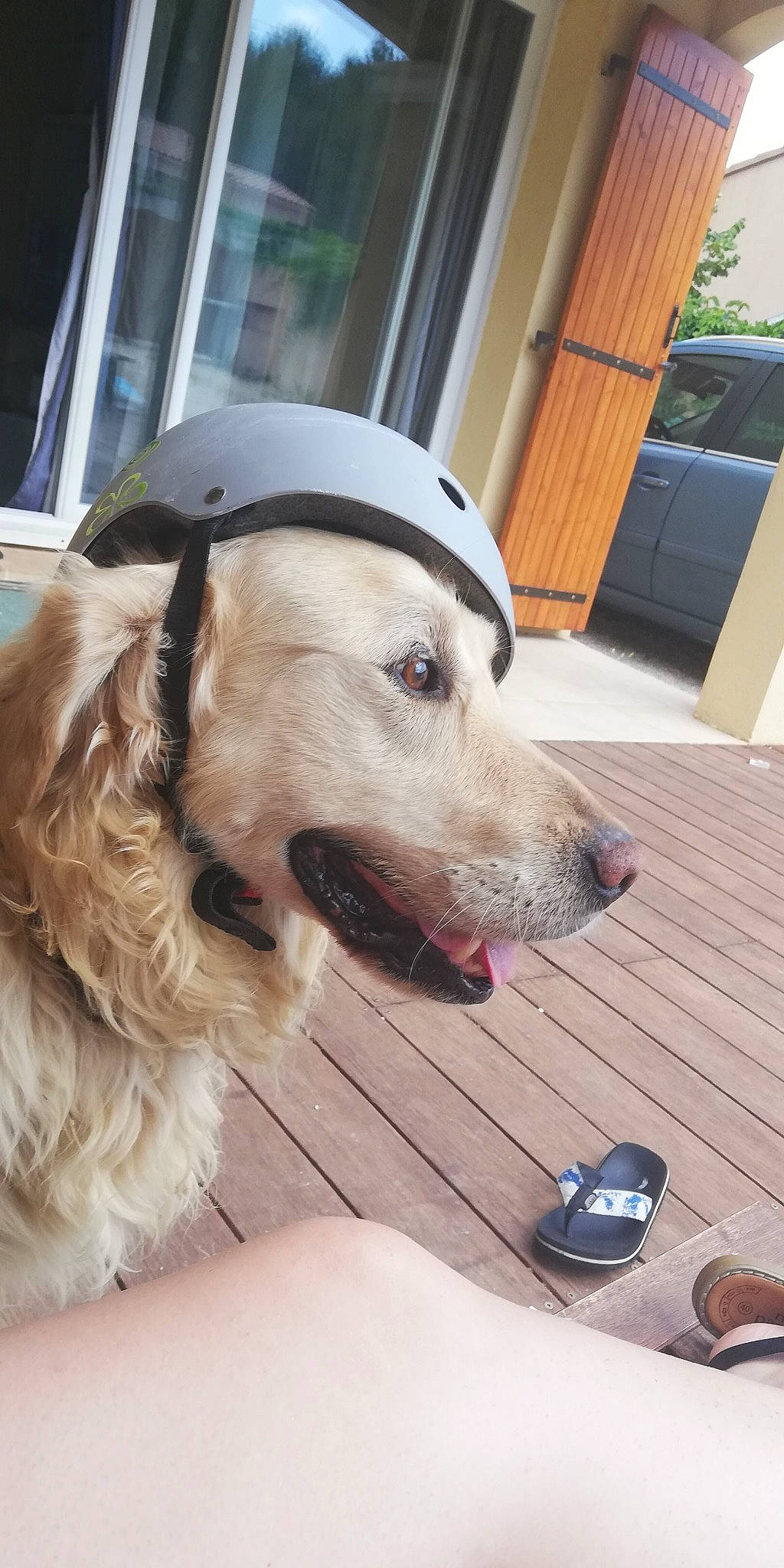 D'Jet a rejoint le concours — aidez-le/la à gagner de superbes lots ! canidae, carnivore, collar, companion_dog, dog, dog_breed, dog_collar, fawn, fur, hardwood, leash, pet_supply, retriever, shoe, slipper, snout, sporting_group, tongue, wood_stain, working_animal