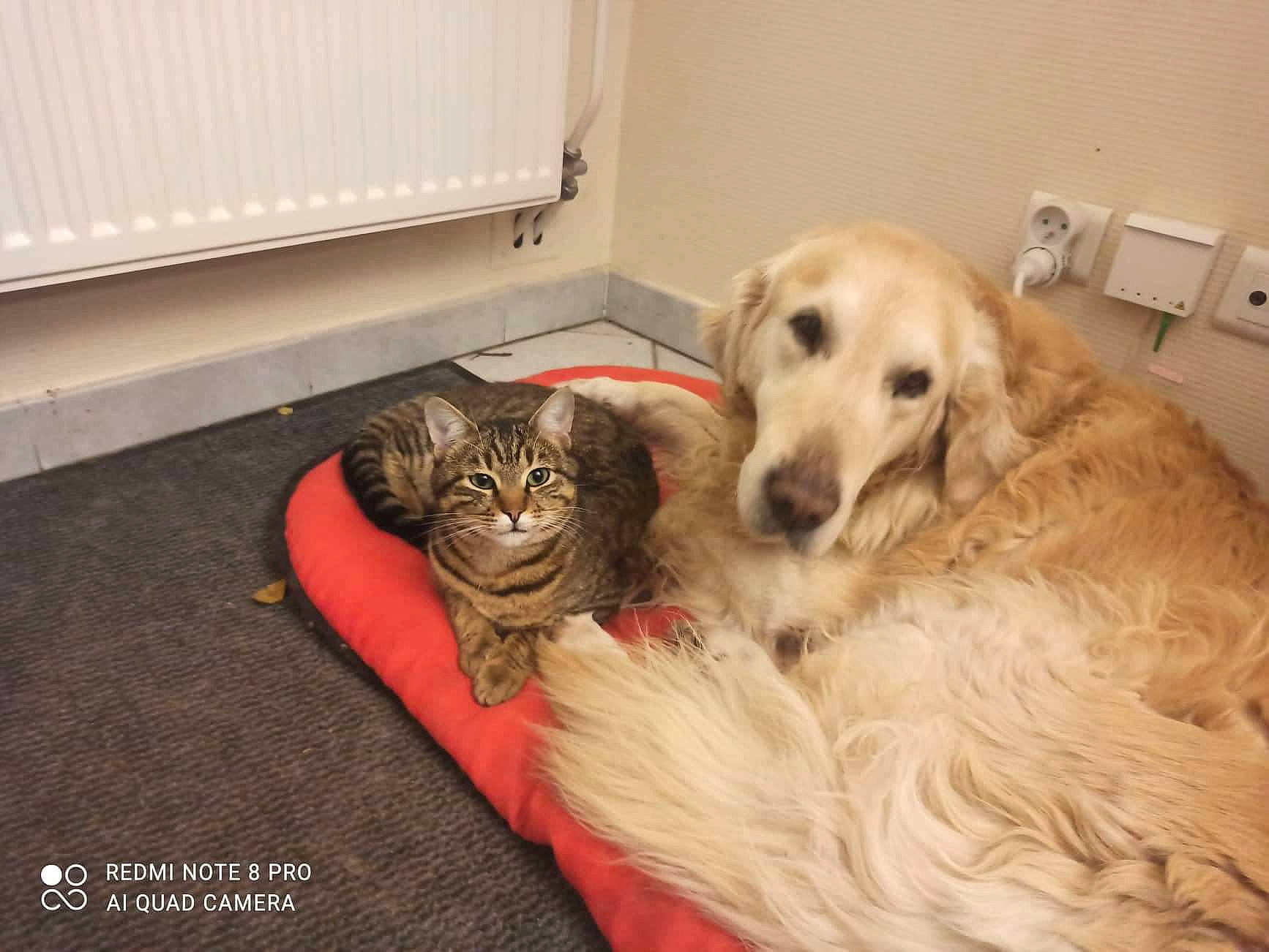 D'Jet participe au concours pour gagner de l'argent avec cette photo : beige, canidae, carnivore, cat, companion_dog, dog, dog_breed, fawn, felidae, floor, flooring, fur, mammal, pet_supply, retriever, snout, sporting_group, vertebrate, whiskers, working_animal