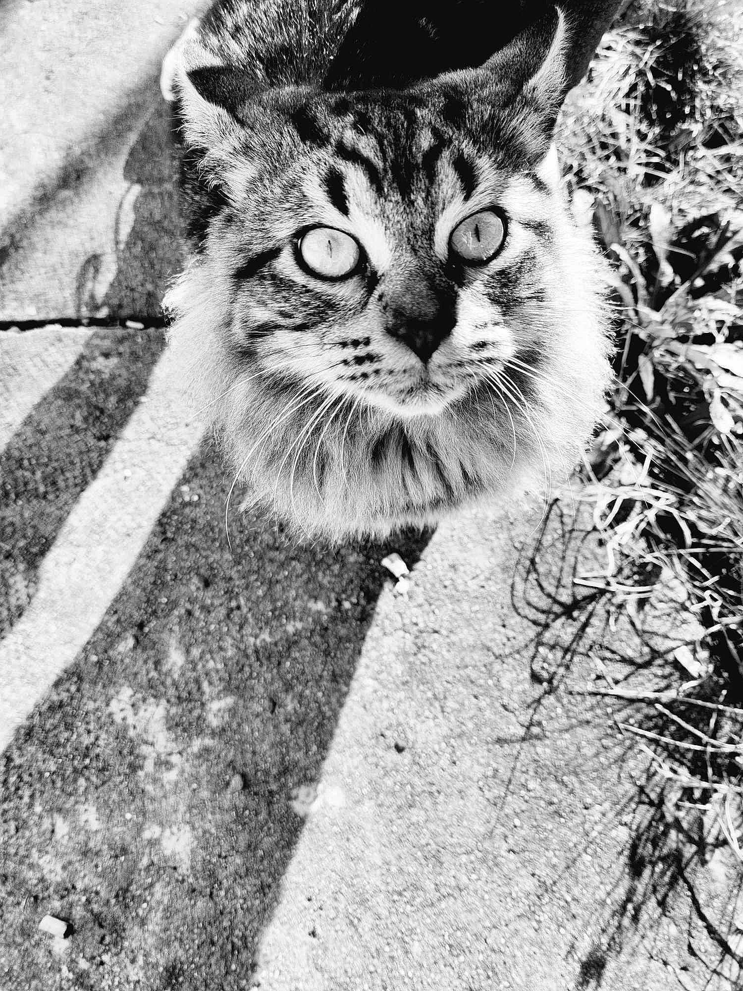 Mojo a rejoint le concours — aidez-le/la à gagner de superbes lots ! art, black_and_white, carnivore, cat, domestic_short_haired_cat, felidae, fur, grass, grey, monochrome, monochrome_photography, photography, plant, small_to_medium_sized_cats, snapshot, stock_photography, style, terrestrial_animal, whiskers, wildlife