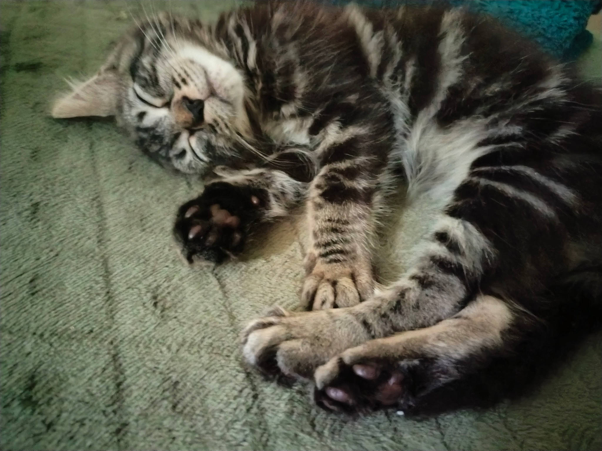 Mojo participe au concours pour gagner de l'argent avec cette photo : carnivore, cat, claw, comfort, domestic_short_haired_cat, fawn, felidae, foot, fur, nap, paw, sleep, small_to_medium_sized_cats, snout, tail, terrestrial_animal, whiskers, wildlife, wood