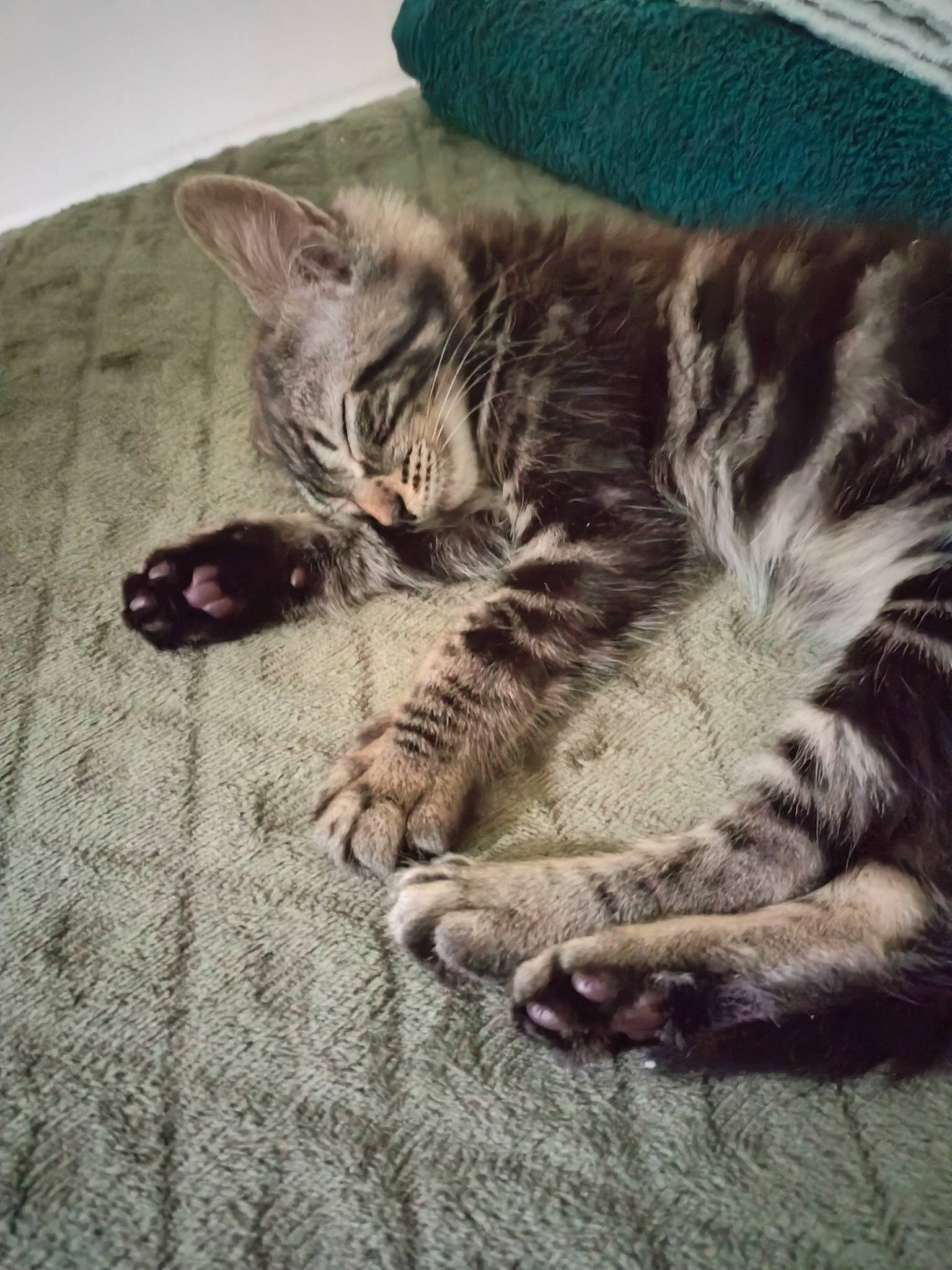 Mojo a rejoint le concours — aidez-le/la à gagner de superbes lots ! carnivore, cat, comfort, domestic_short_haired_cat, eye, fawn, felidae, foot, fur, grey, human_leg, mammal, paw, sky, small_to_medium_sized_cats, snout, tail, vertebrate, whiskers, wood