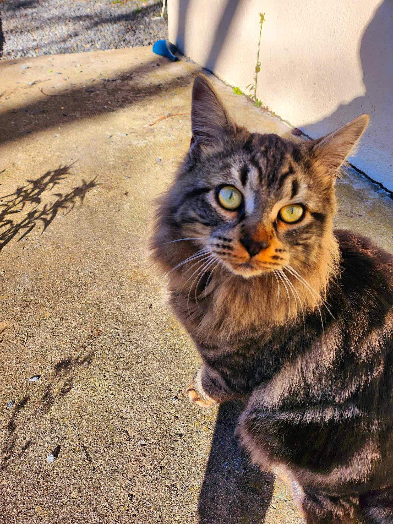 Mojo a rejoint le concours — aidez-le/la à gagner de superbes lots ! asphalt, automotive_tire, carnivore, cat, claw, domestic_short_haired_cat, felidae, fur, grass, paw, road_surface, shadow, sitting, small_to_medium_sized_cats, soil, street, tail, terrestrial_animal, whiskers, window