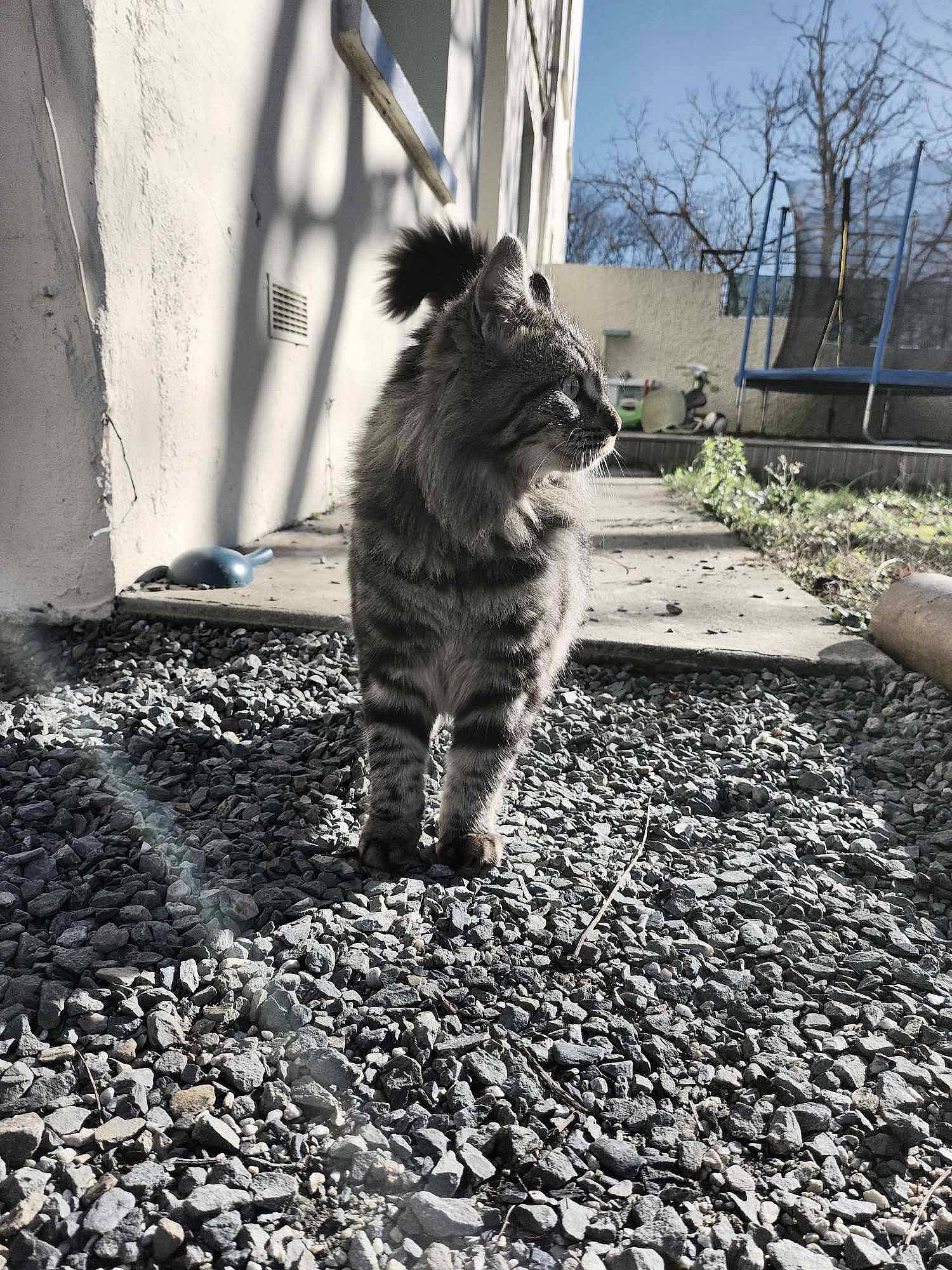Mojo participe au concours pour gagner de l'argent avec cette photo : asphalt, automotive_tire, black_and_white, carnivore, cat, felidae, flooring, grass, grey, plant, road, road_surface, sidewalk, small_to_medium_sized_cats, snout, tail, tints_and_shades, tree, whiskers, window