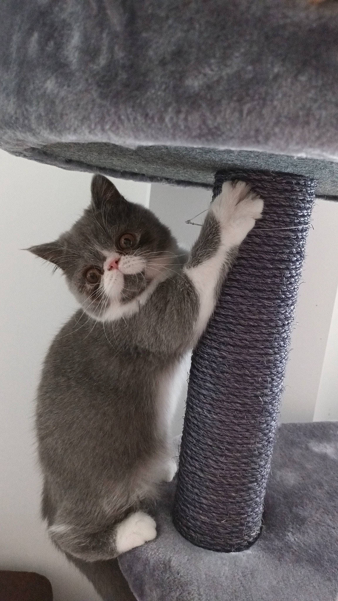 Uno a rejoint le concours — aidez-le/la à gagner de superbes lots ! carnivore, cat, claw, domestic_short_haired_cat, felidae, fur, gesture, grey, monochrome, monochrome_photography, paw, sitting, small_to_medium_sized_cats, snout, tail, whiskers, window