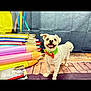 Jasperiley is registered to the contest to win money with this photo: animal, background, books, bow_tie, colorful_pencils, cute, dog, green_bow_tie, happy_dog, indoor, oversized_pencils, pet, playful, props, small_dog, smiling_dog, stack_of_books, studio_photo, white_dog, wooden_floor