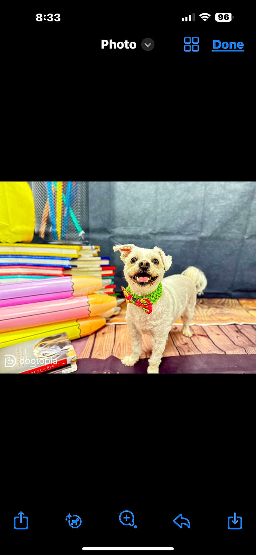 Jasperiley is registered to the contest to win money with this photo: animal, background, books, bow_tie, colorful_pencils, cute, dog, green_bow_tie, happy_dog, indoor, oversized_pencils, pet, playful, props, small_dog, smiling_dog, stack_of_books, studio_photo, white_dog, wooden_floor