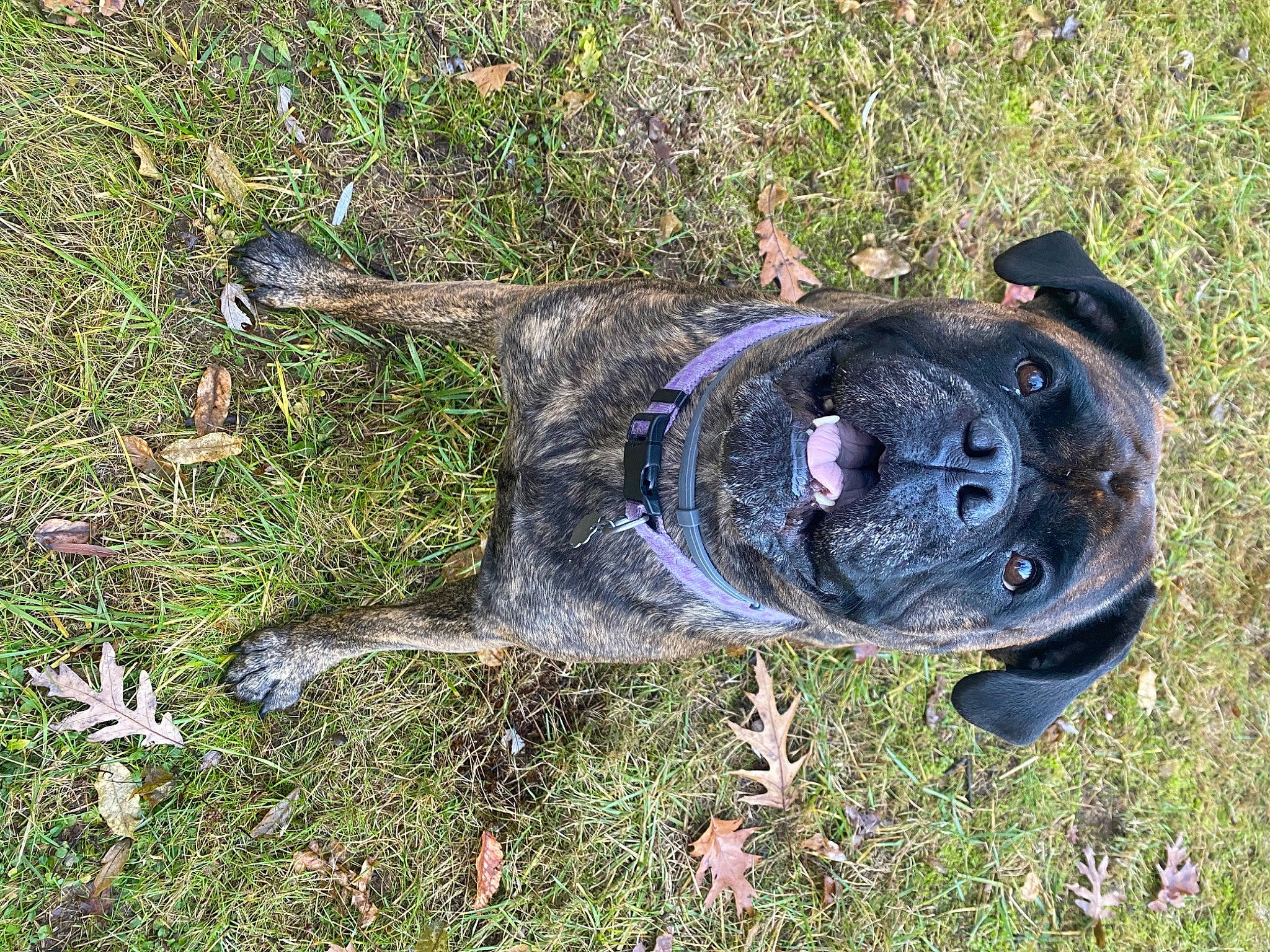 Kimmy joined the competition — help win amazing prizes! adventure, canidae, carnivore, collar, companion_dog, dog, dog_breed, dog_collar, electric_blue, fawn, grass, guard_dog, molosser, non_sporting_group, plant, soil, sporting_group, terrestrial_animal, working_animal, working_dog