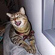 Prune participe au concours pour gagner de l'argent avec cette photo : animal, blanket, bow, brown, cat, claws, cute, face, furniture, gray, indoor, meow, paw, pet, playful, striped, tabby, teeth, wall, whiskers